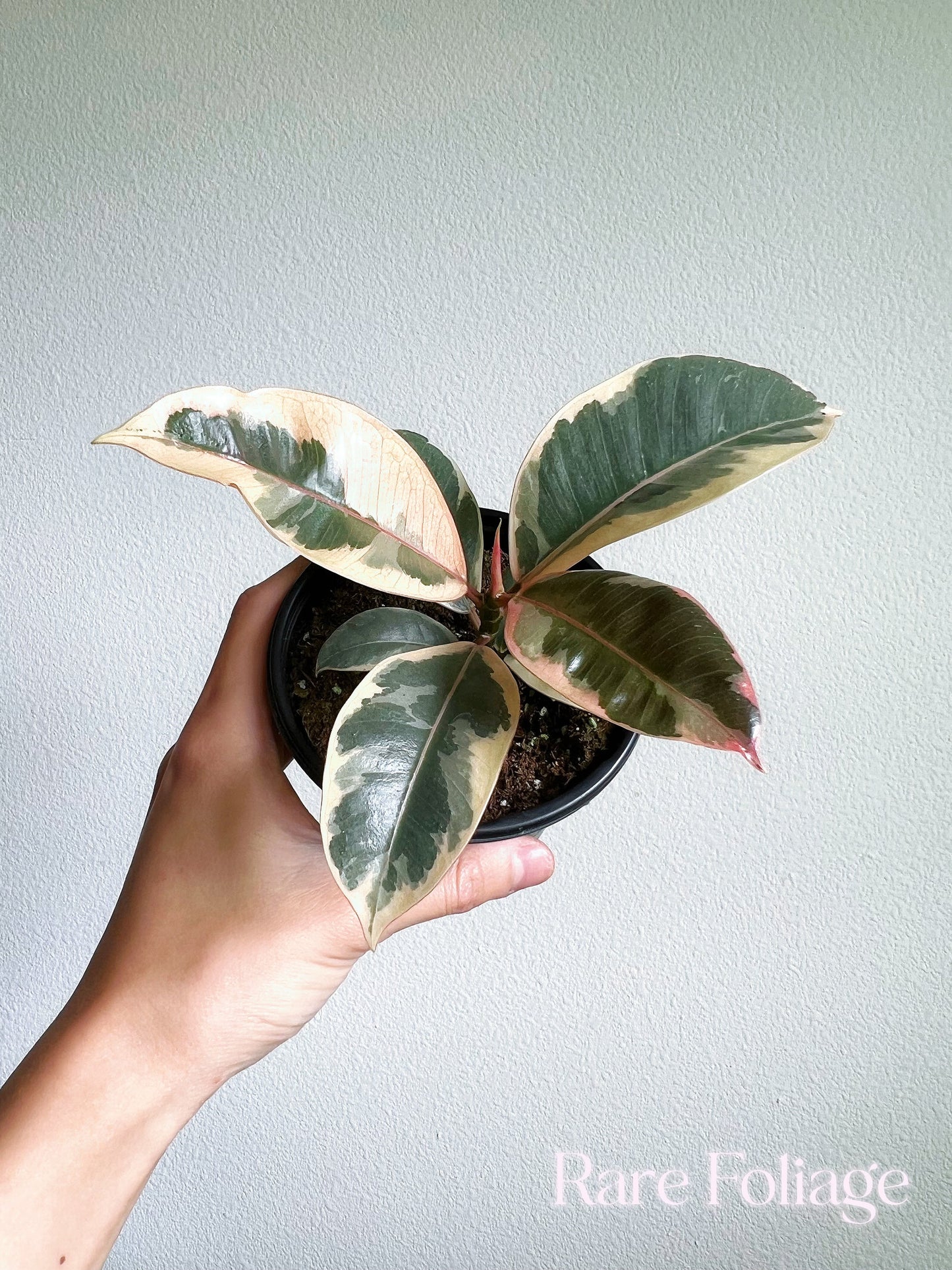 Ficus Tineke 4" - US SELLER