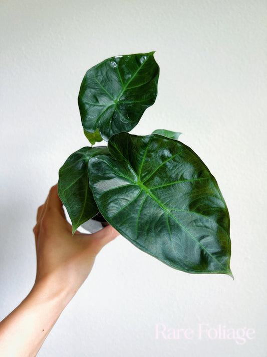 Alocasia Regal Shield 4" - US SELLER