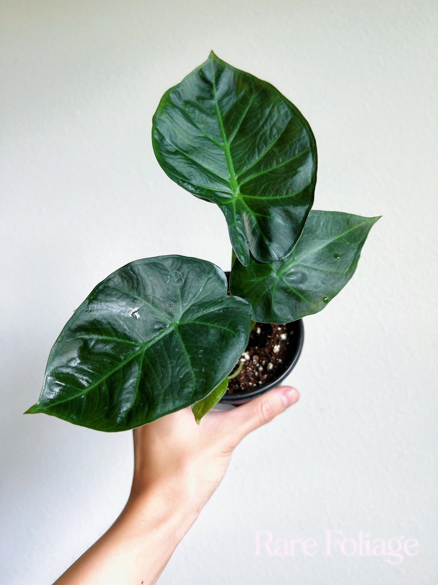 Alocasia Regal Shield 4" - US SELLER