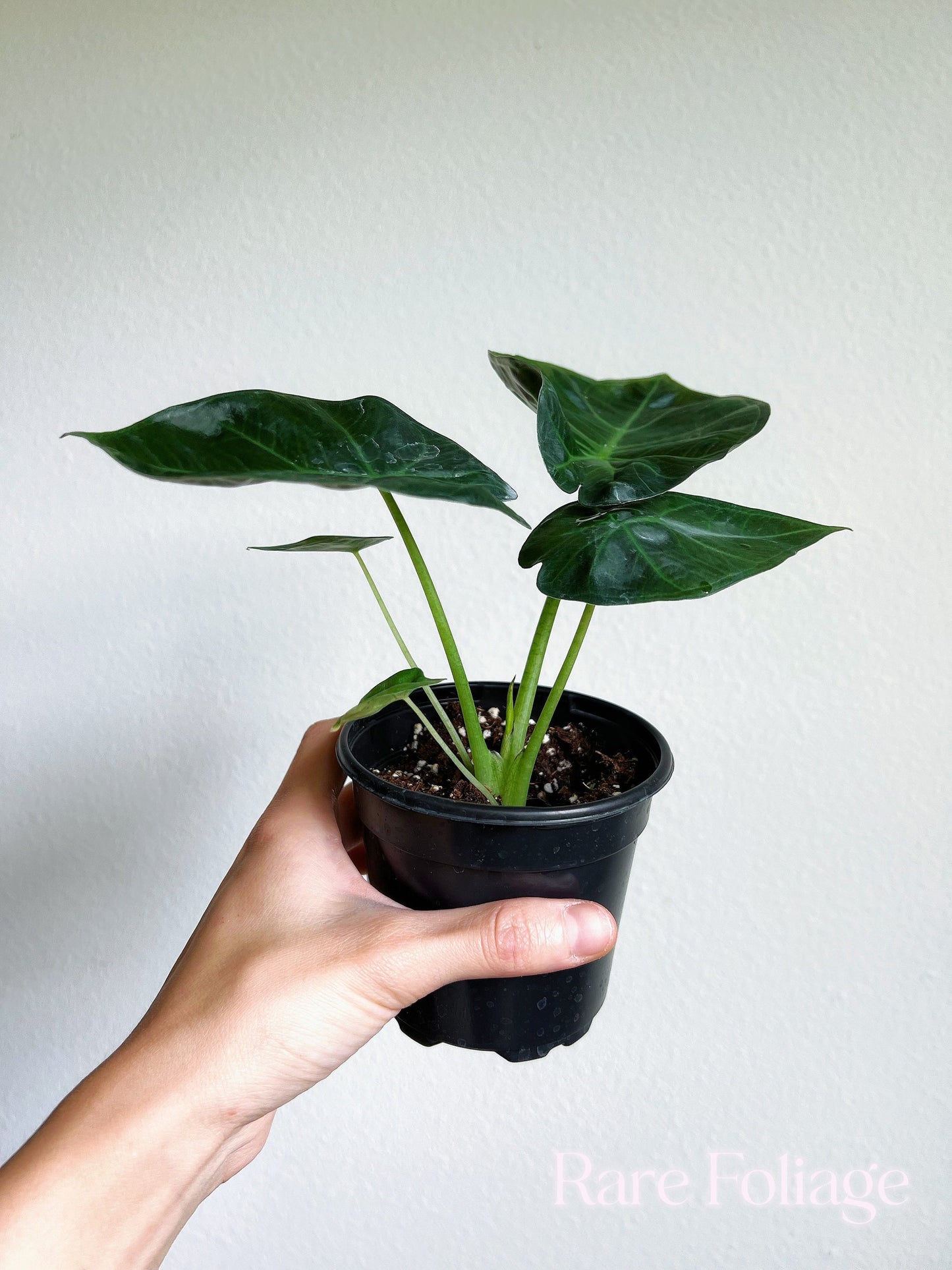 Alocasia Regal Shield 4" - US SELLER