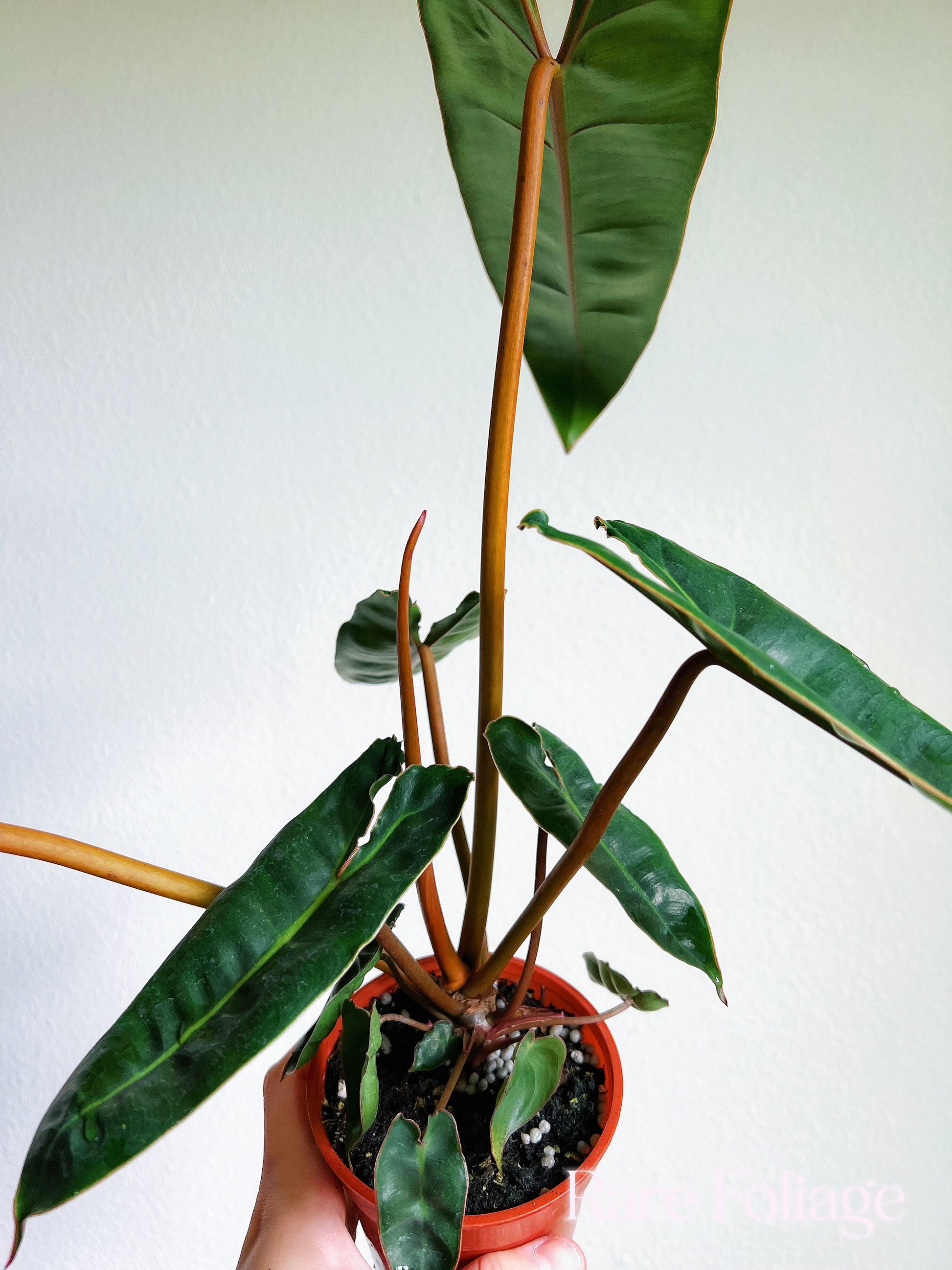 philodendron billietiae for sale Philodendron Billietiae Large 4"
