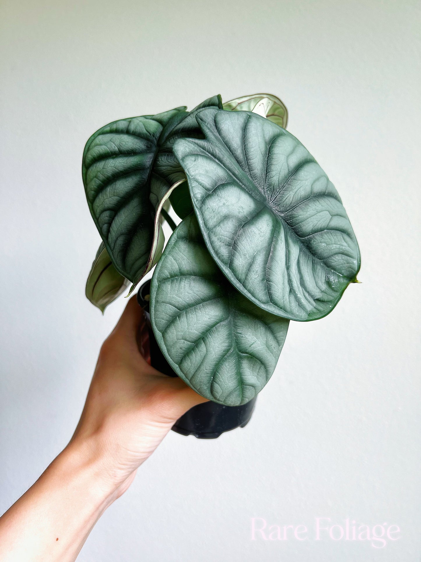 Alocasia Silver Dragon 4" - US SELLER