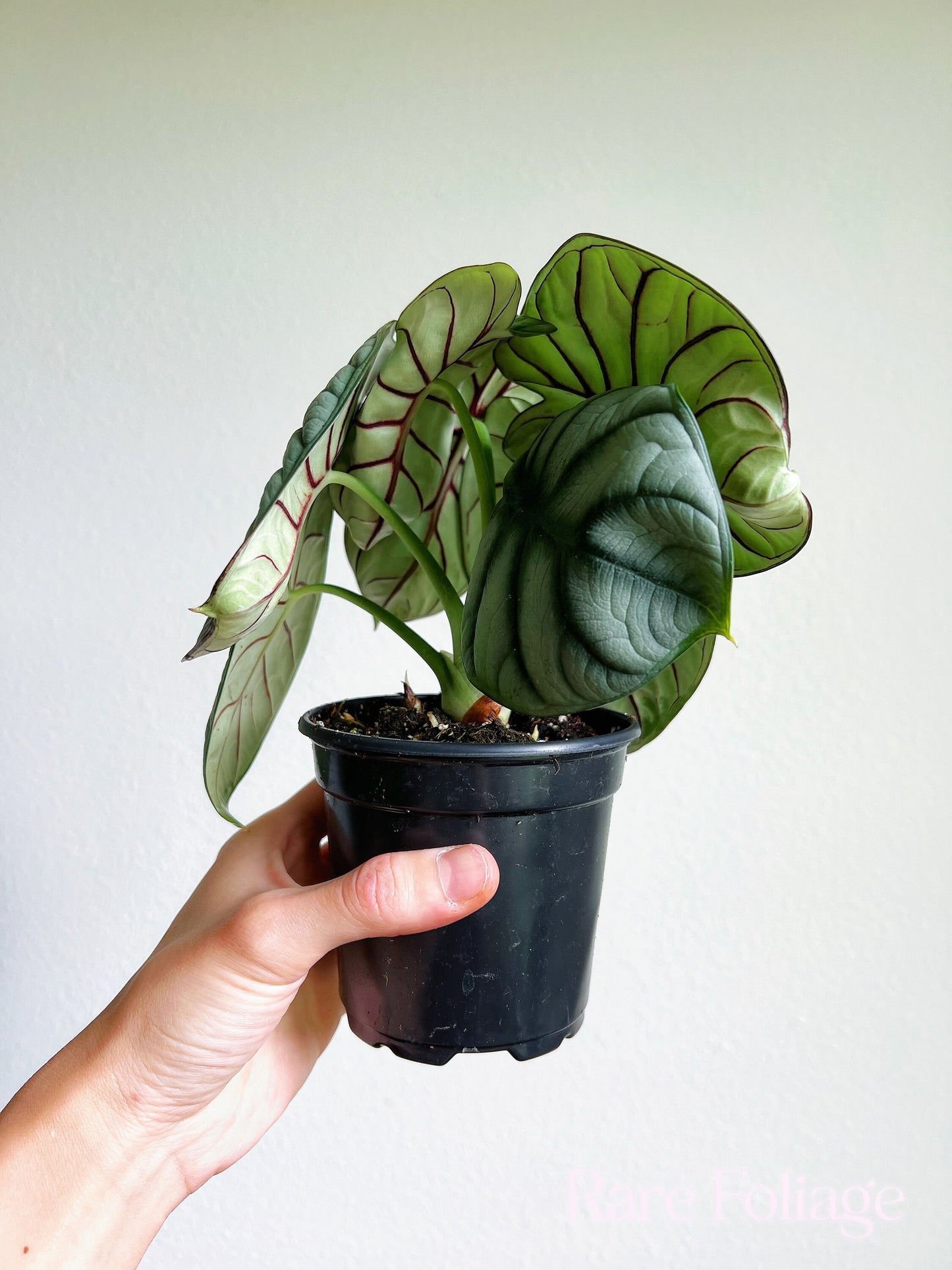 Alocasia Silver Dragon 4" - US SELLER