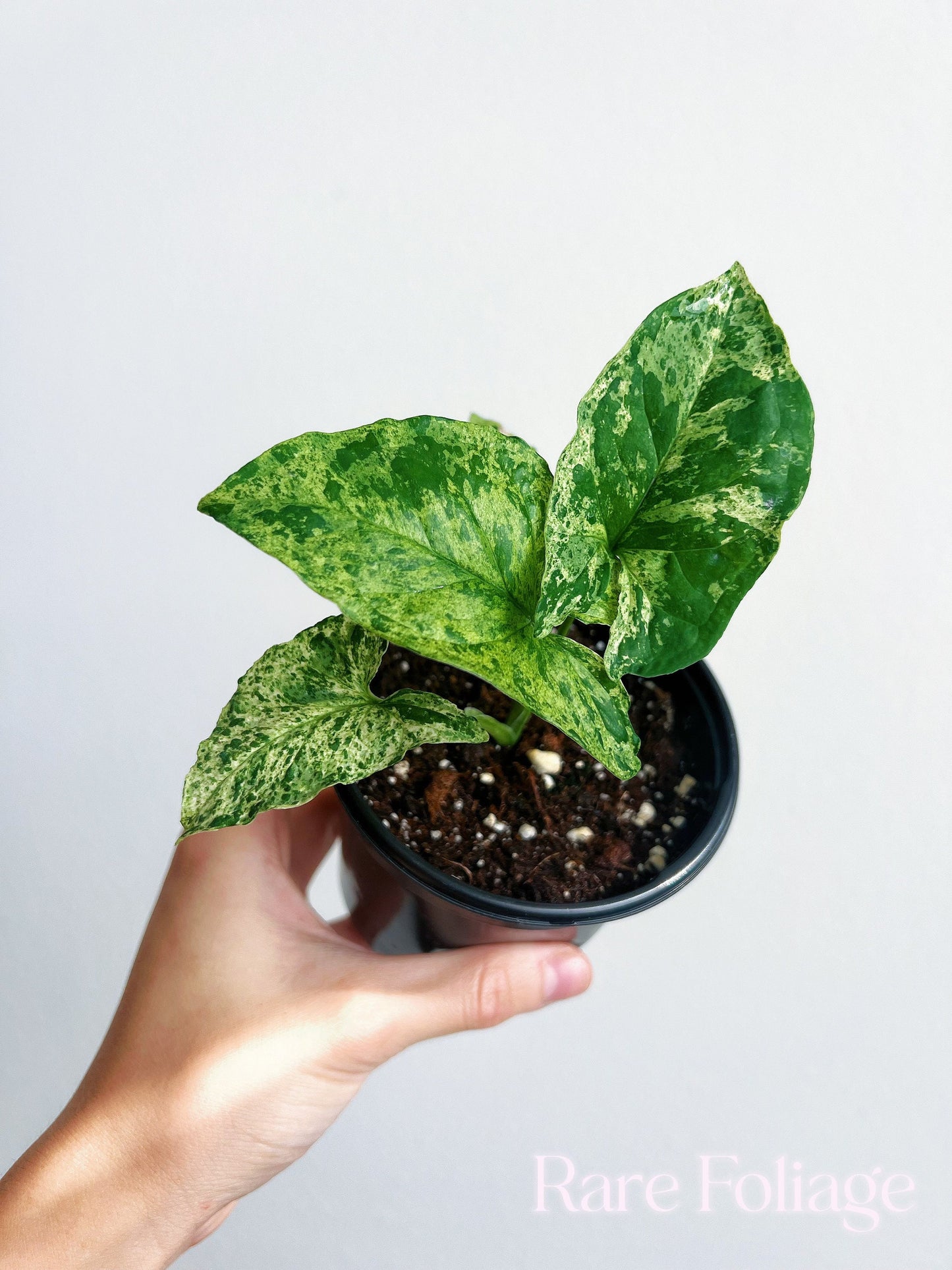 Syngonium Mojito 4” - US SELLER