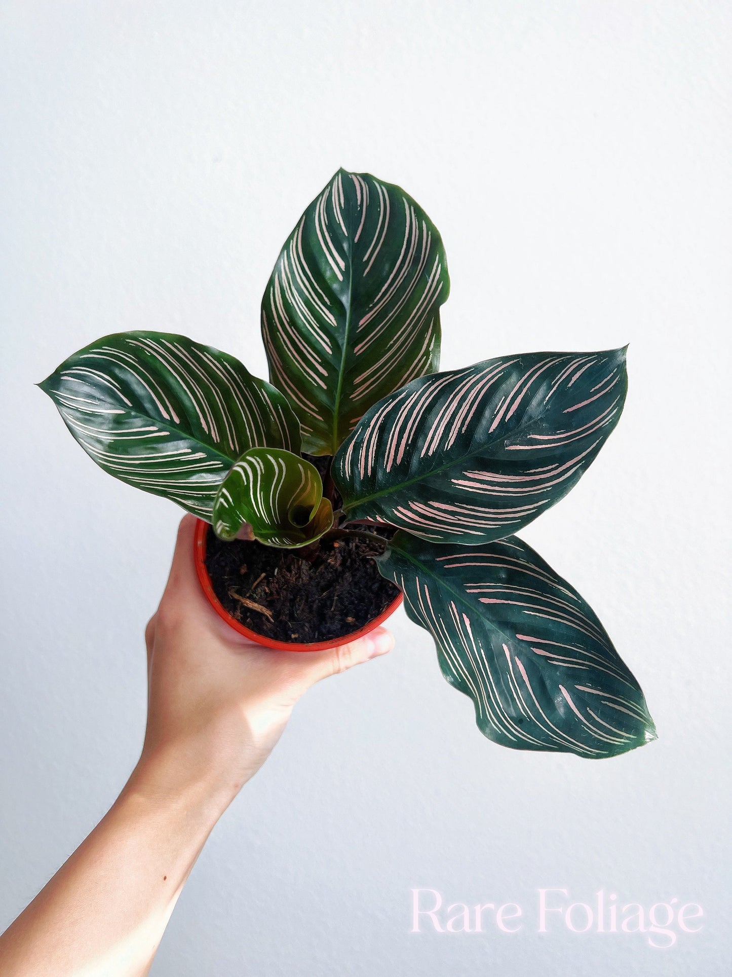 Calathea Ornata 4" - US SELLER