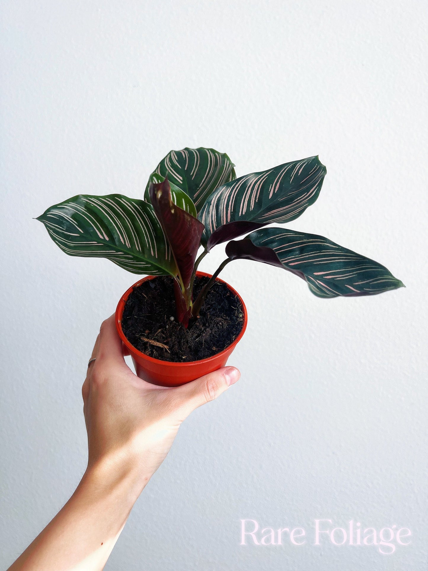 Calathea Ornata 4" - US SELLER