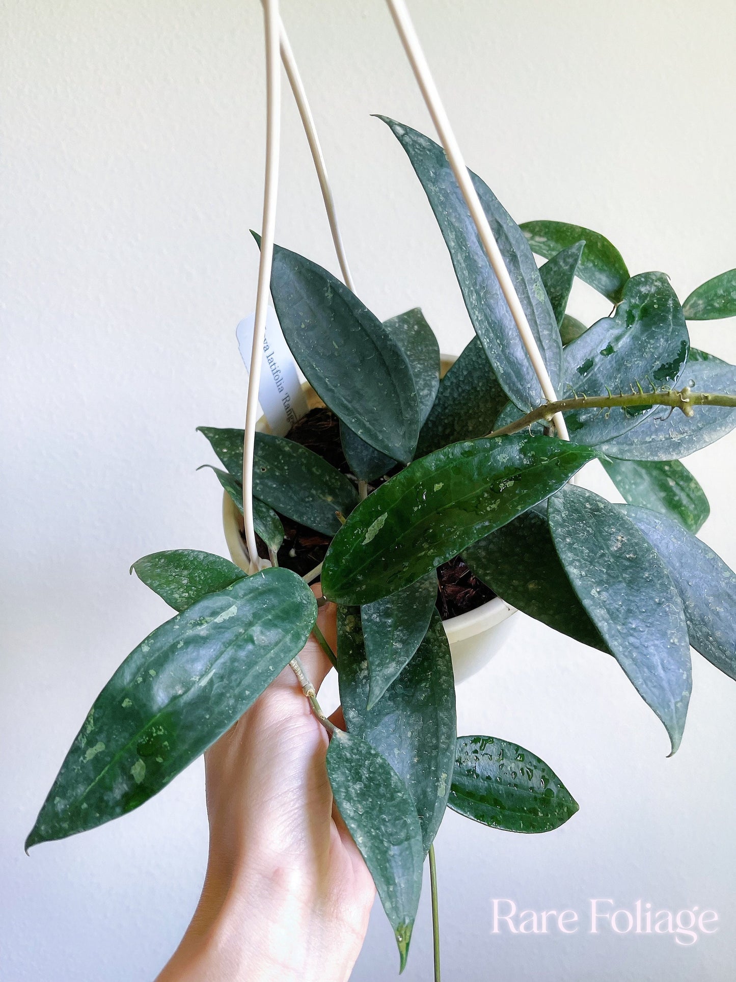 Hoya Latifolia Rangsan 6" Hanging Basket - US Seller