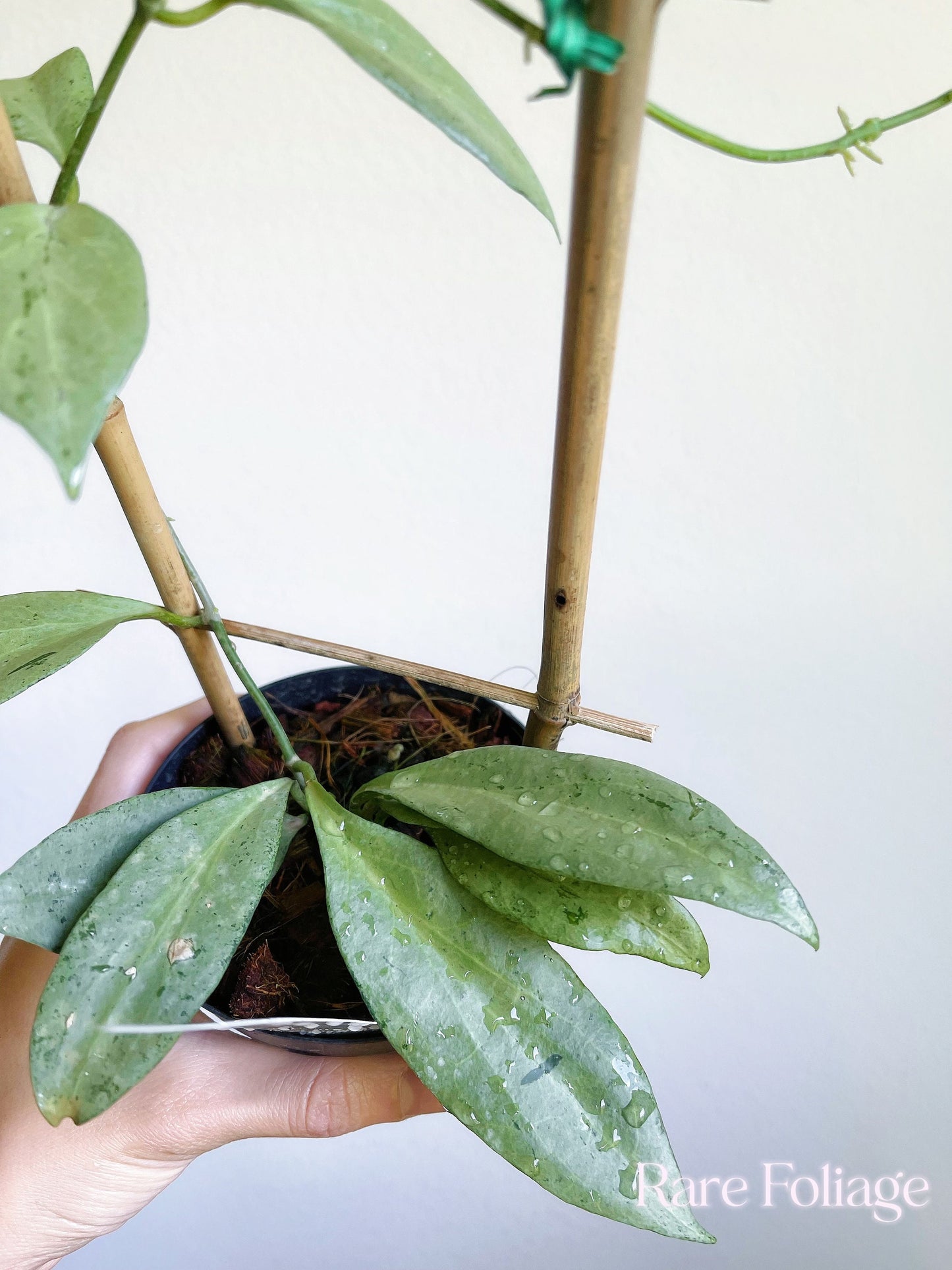 Hoya New Guinea Ghost 4" Trellis - US SELLER