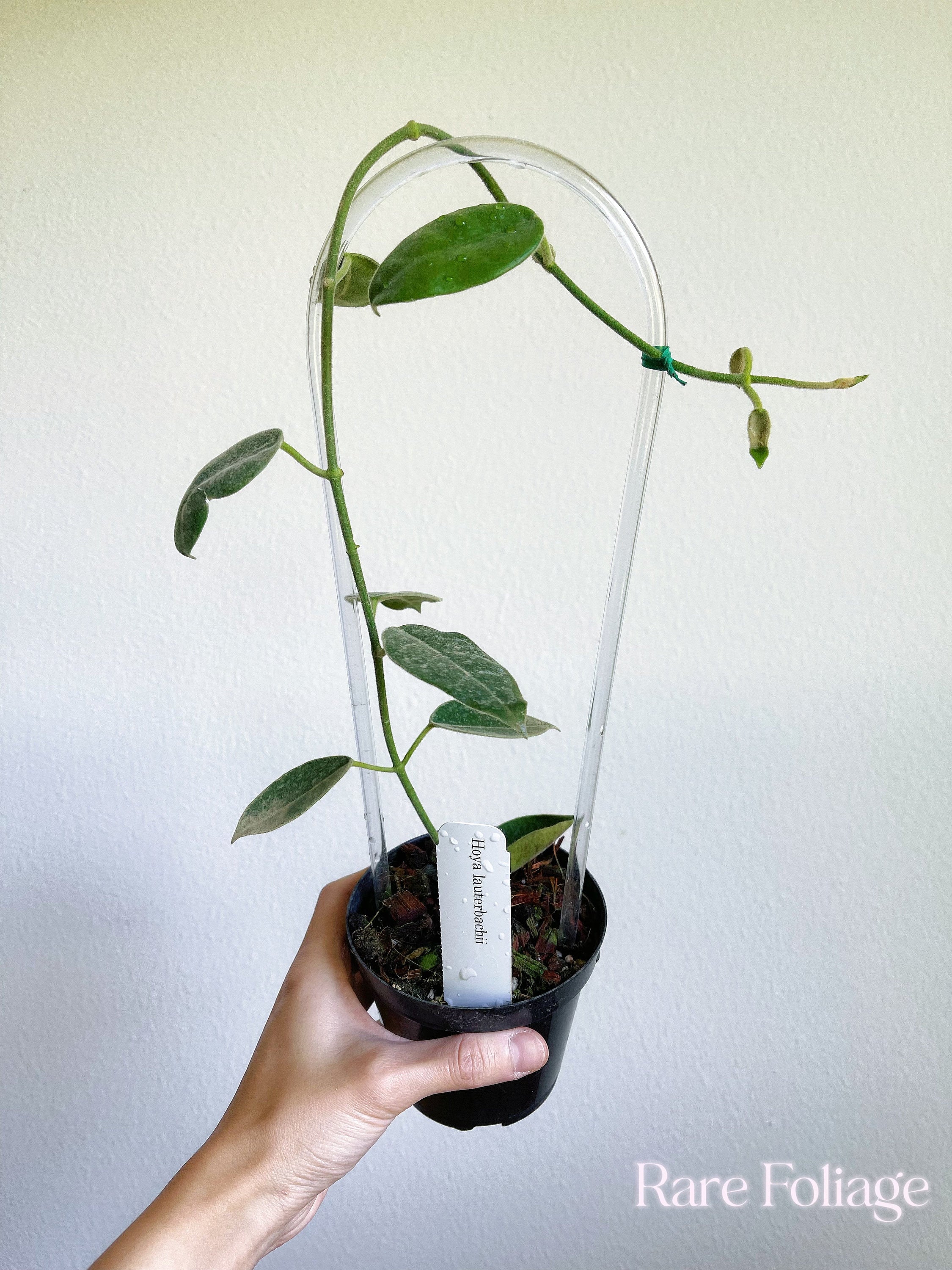 Hoya Lauterbachii Trellis 4