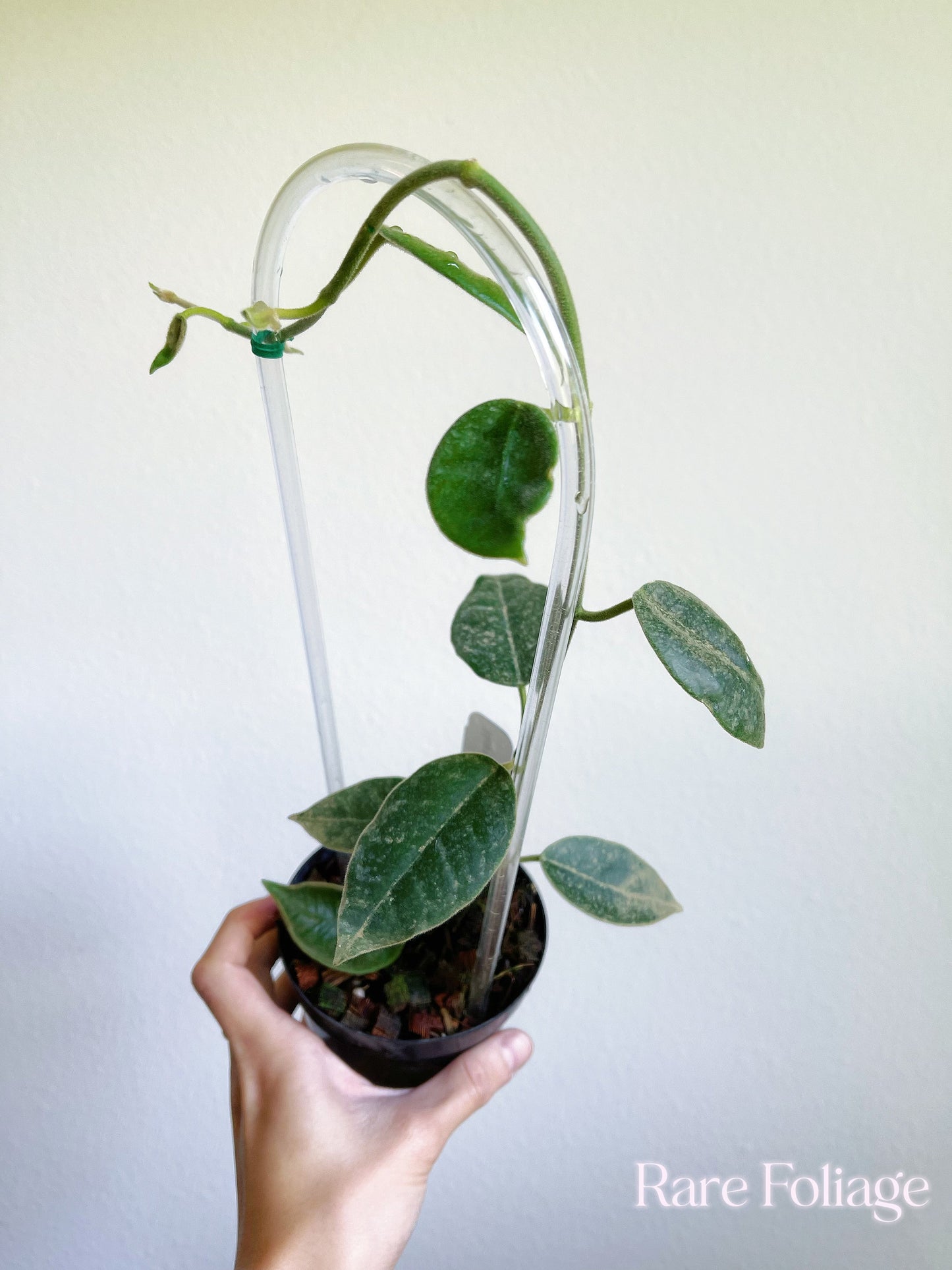 Hoya Lauterbachii Trellis 4"