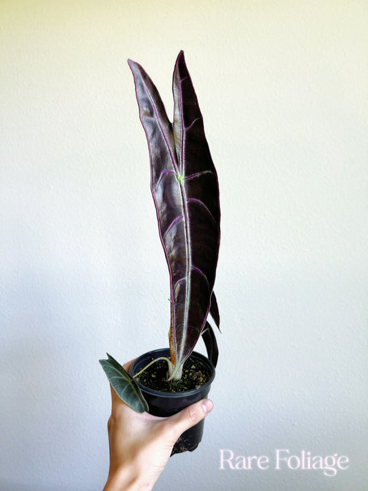 Alocasia Longiloba Purple 4" - US SELLER