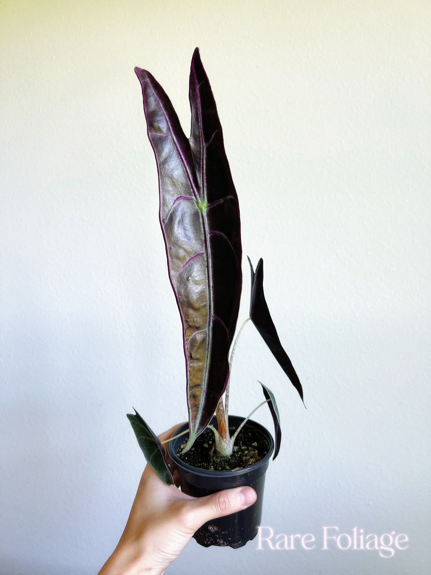 Alocasia Longiloba Purple 4" - US SELLER