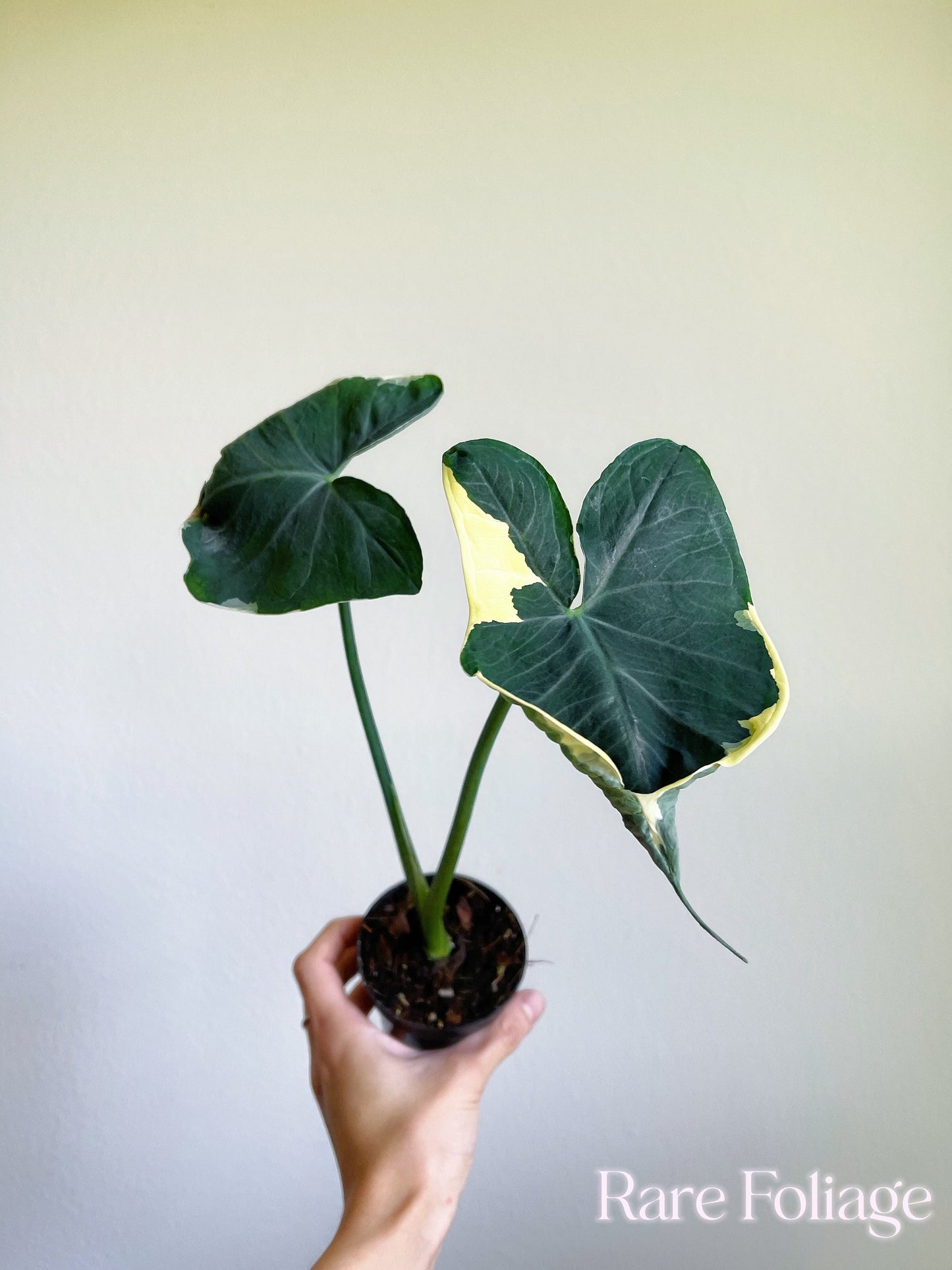 Alocasia Mickey Mouse Variegated 4"- US SELLER