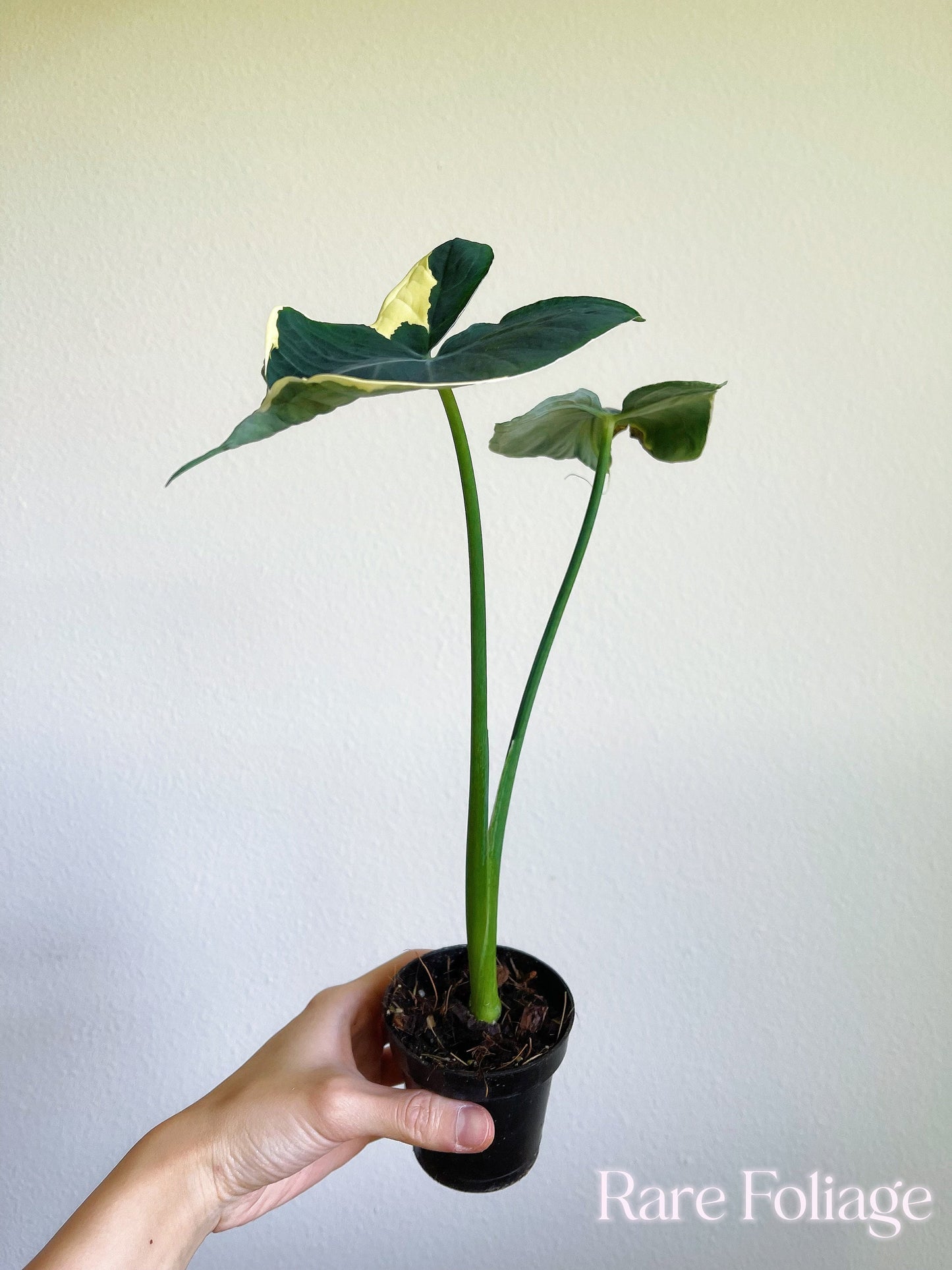 Alocasia Mickey Mouse Variegated 4"- US SELLER