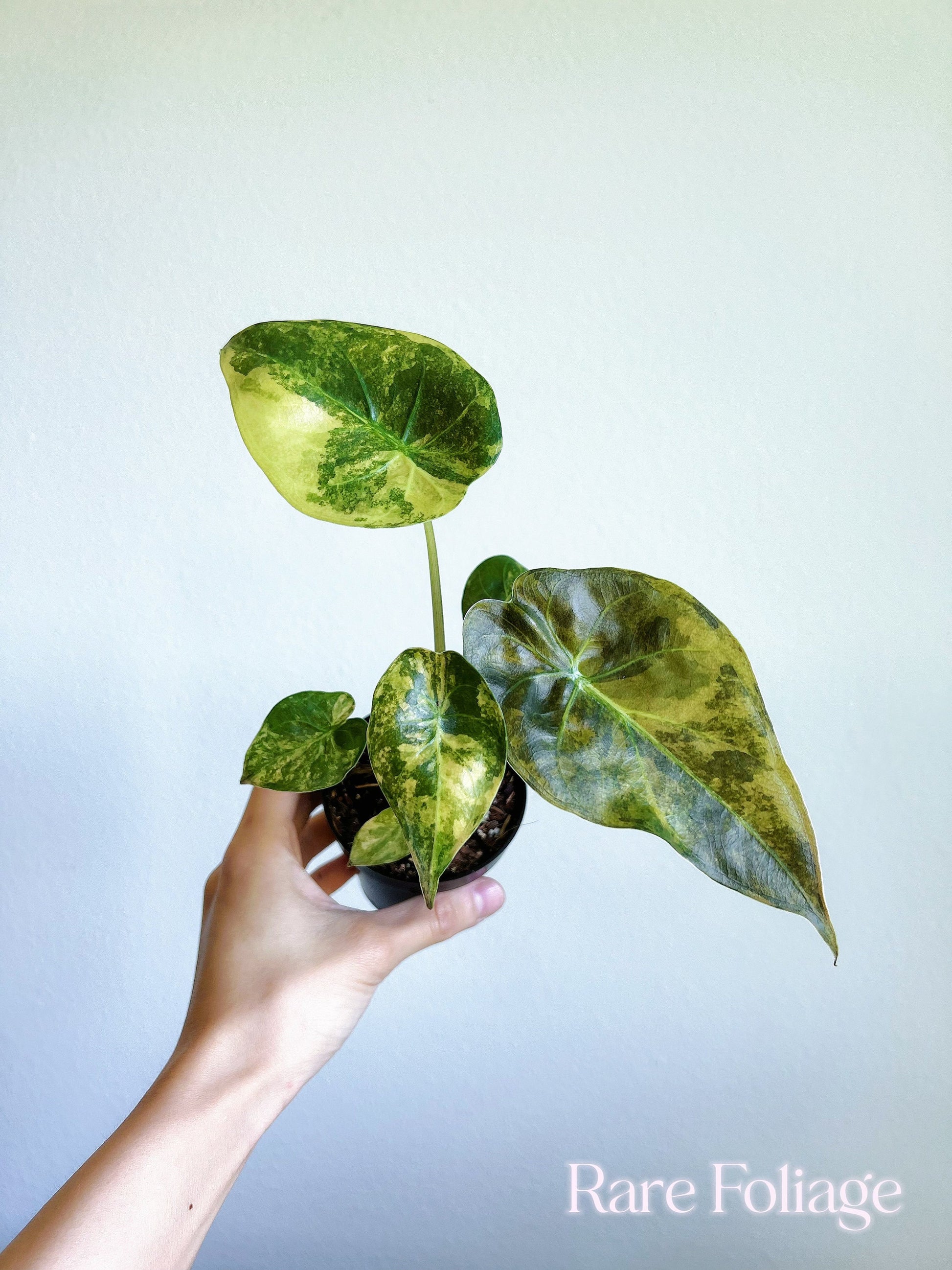 philodendron wentii Alocasia Wentii Variegated 3”