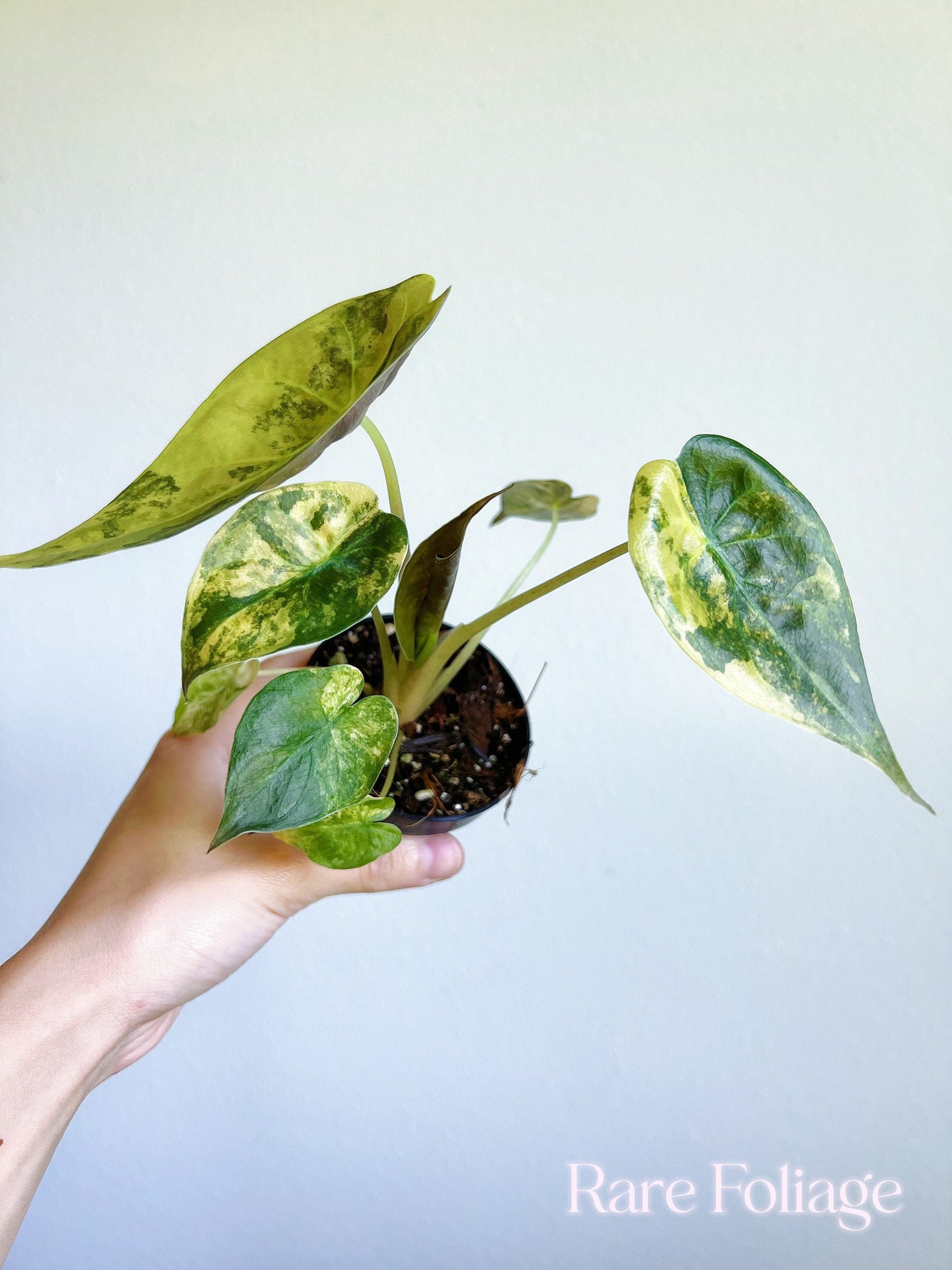 Alocasia Wentii Variegated 3” - US SELLER