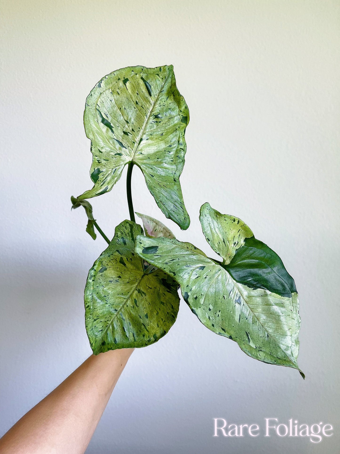 Syngonium Green Splash 4” - US SELLER