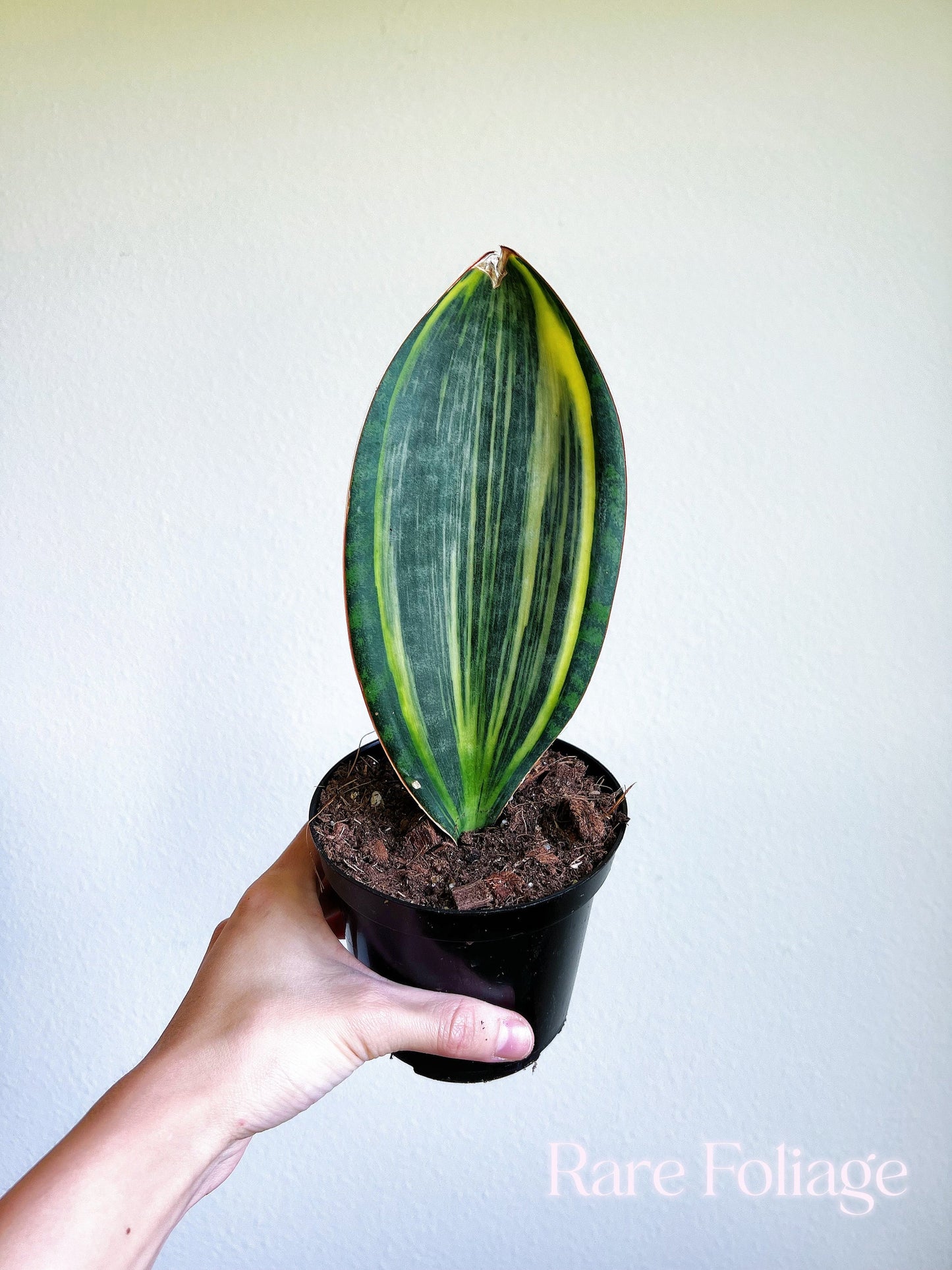 Sansevieria ‘Whale Fin’ Variegated 4” - US SELLER