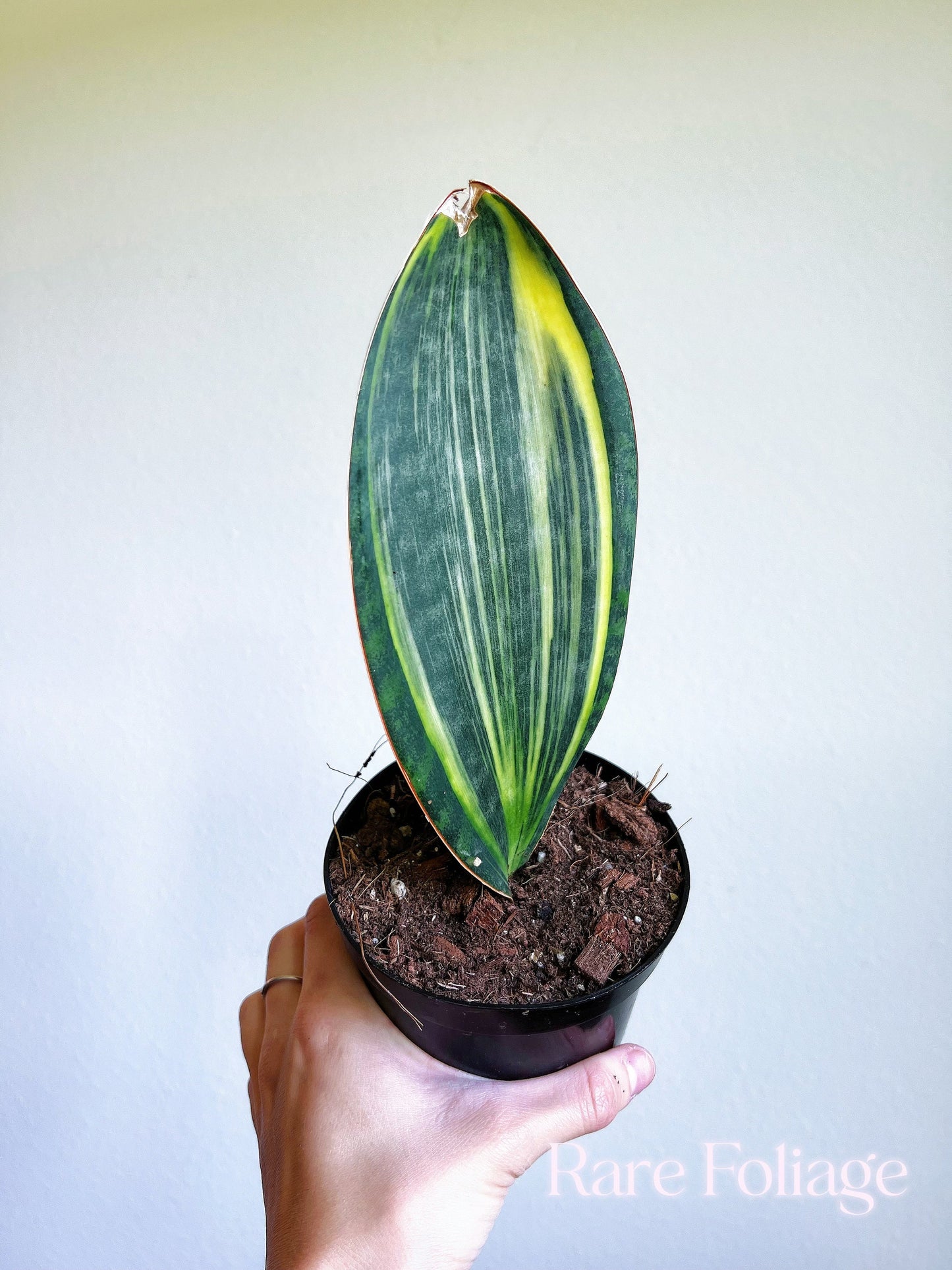 Sansevieria ‘Whale Fin’ Variegated 4” - US SELLER