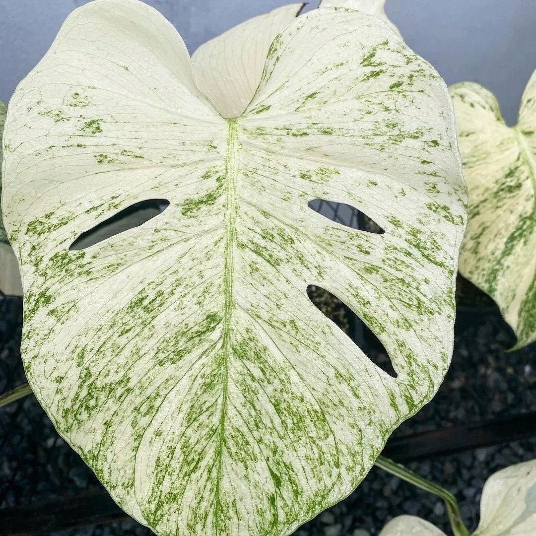 Monstera White Monster Large Form 3"