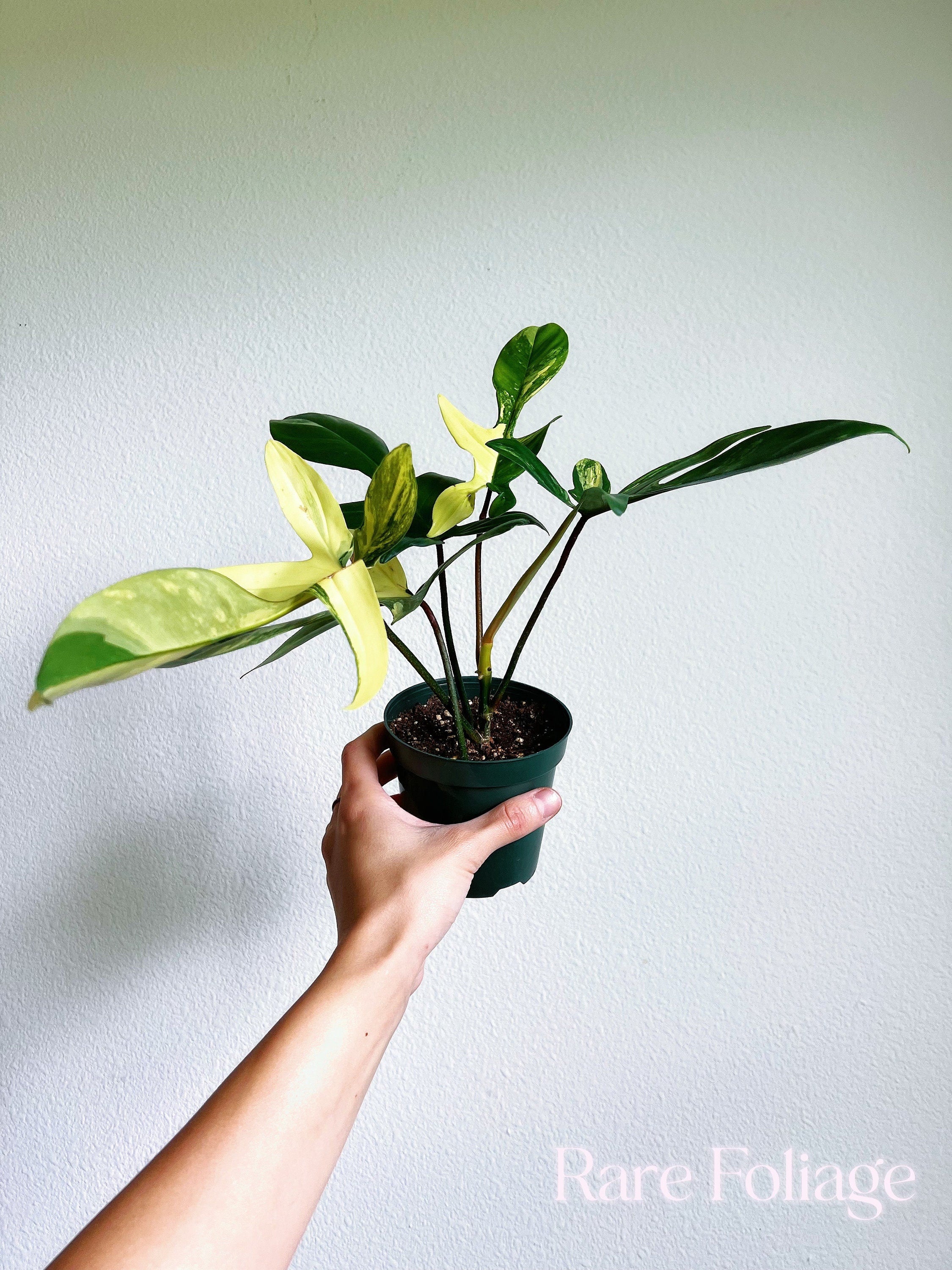 Florida cheapest beauty philodendron US seller