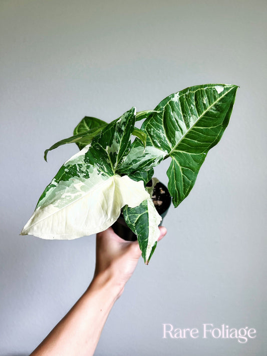 Syngonium Batik Albo Variegated 4"