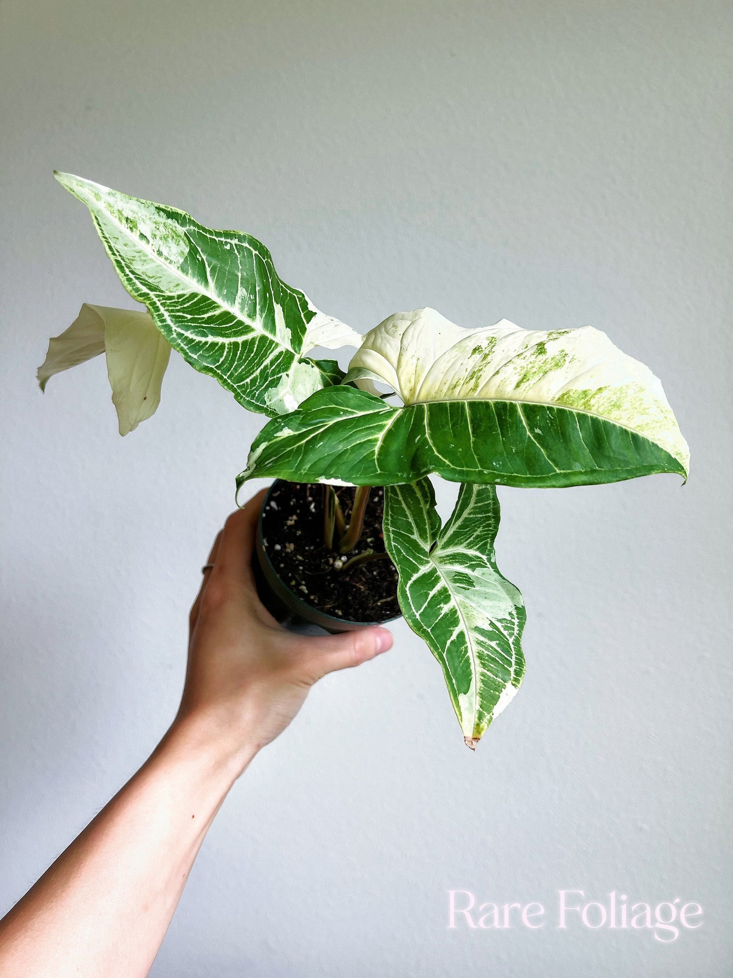 Syngonium Batik Albo Variegated 4" - US SELLER