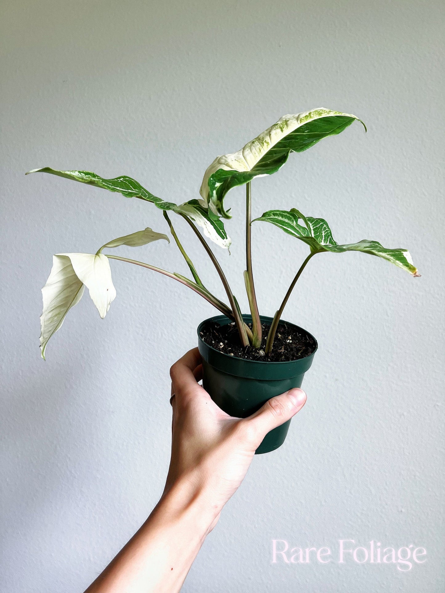 Syngonium Batik Albo Variegated 4" - US SELLER