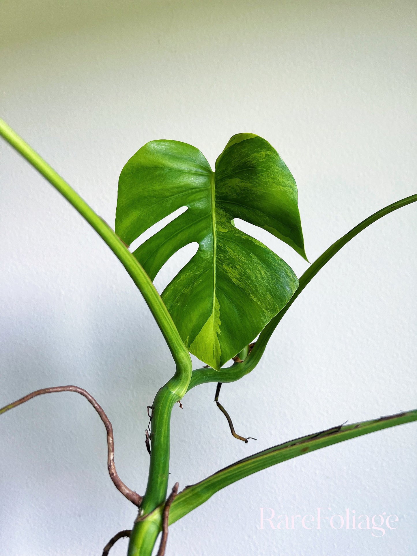 Monstera Aurea 6” - US SELLER