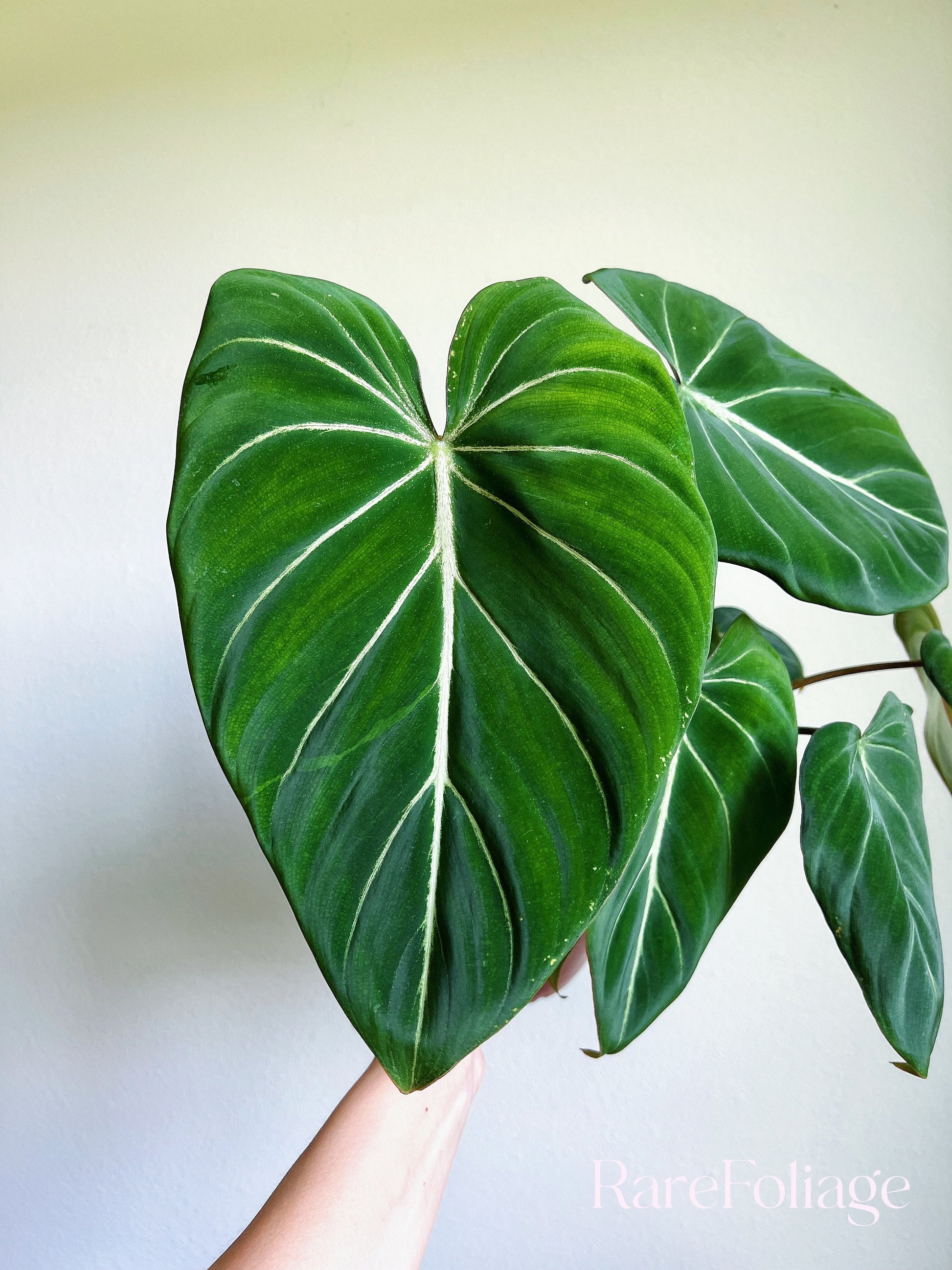 philodendron gloriosum rare Philodendron Gloriosum 6"