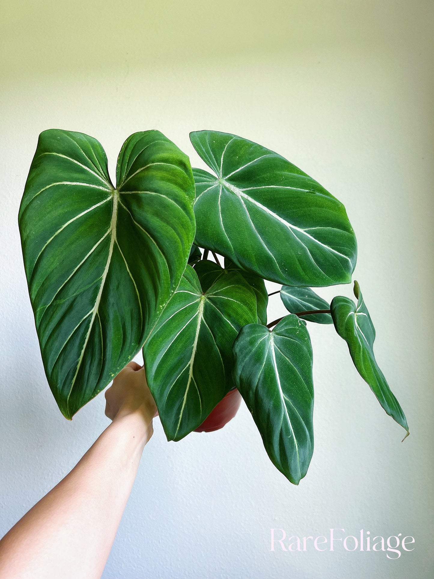 Philodendron Gloriosum 6" - US SELLER