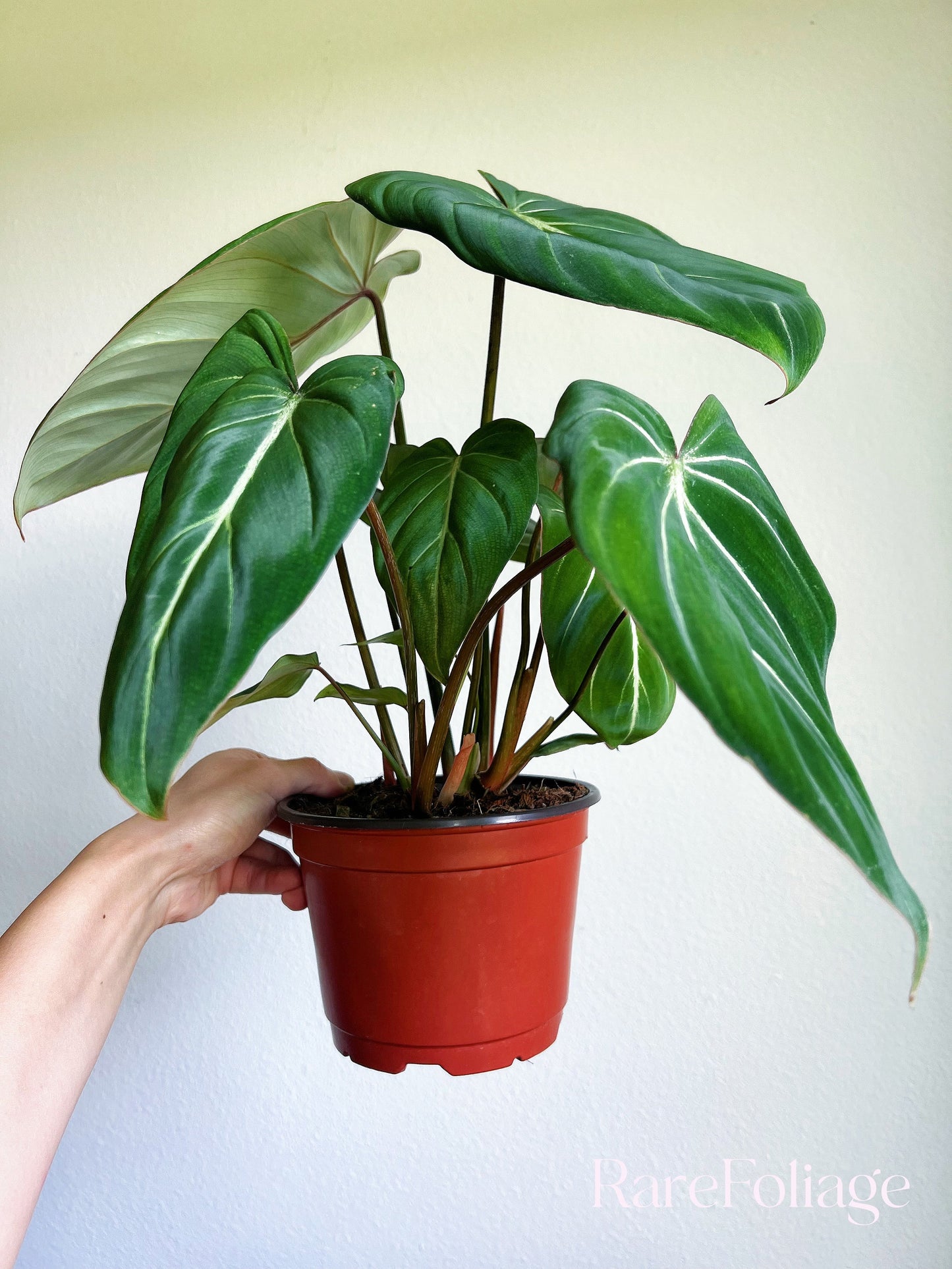 Philodendron Gloriosum 6" - US SELLER