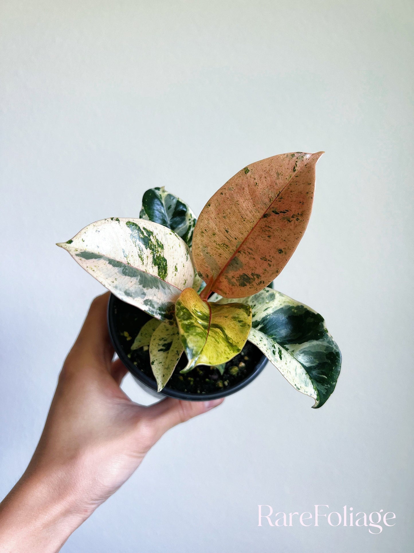 Ficus Shivereana Moonshine 4" - US SELLER