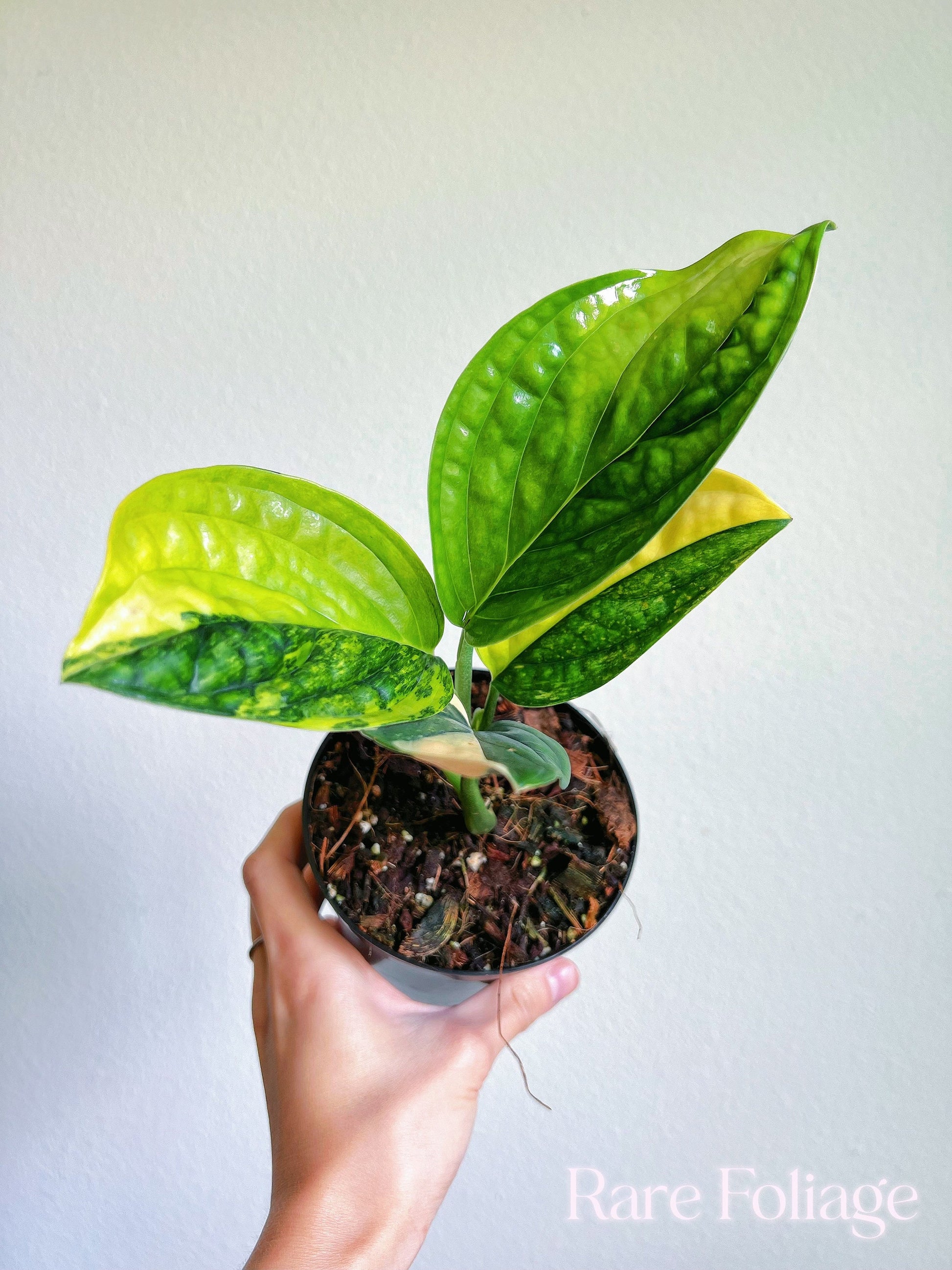 monstera peru plant for sale Monstera Peru Variegated 4'' – Rare Foliage Plant Co