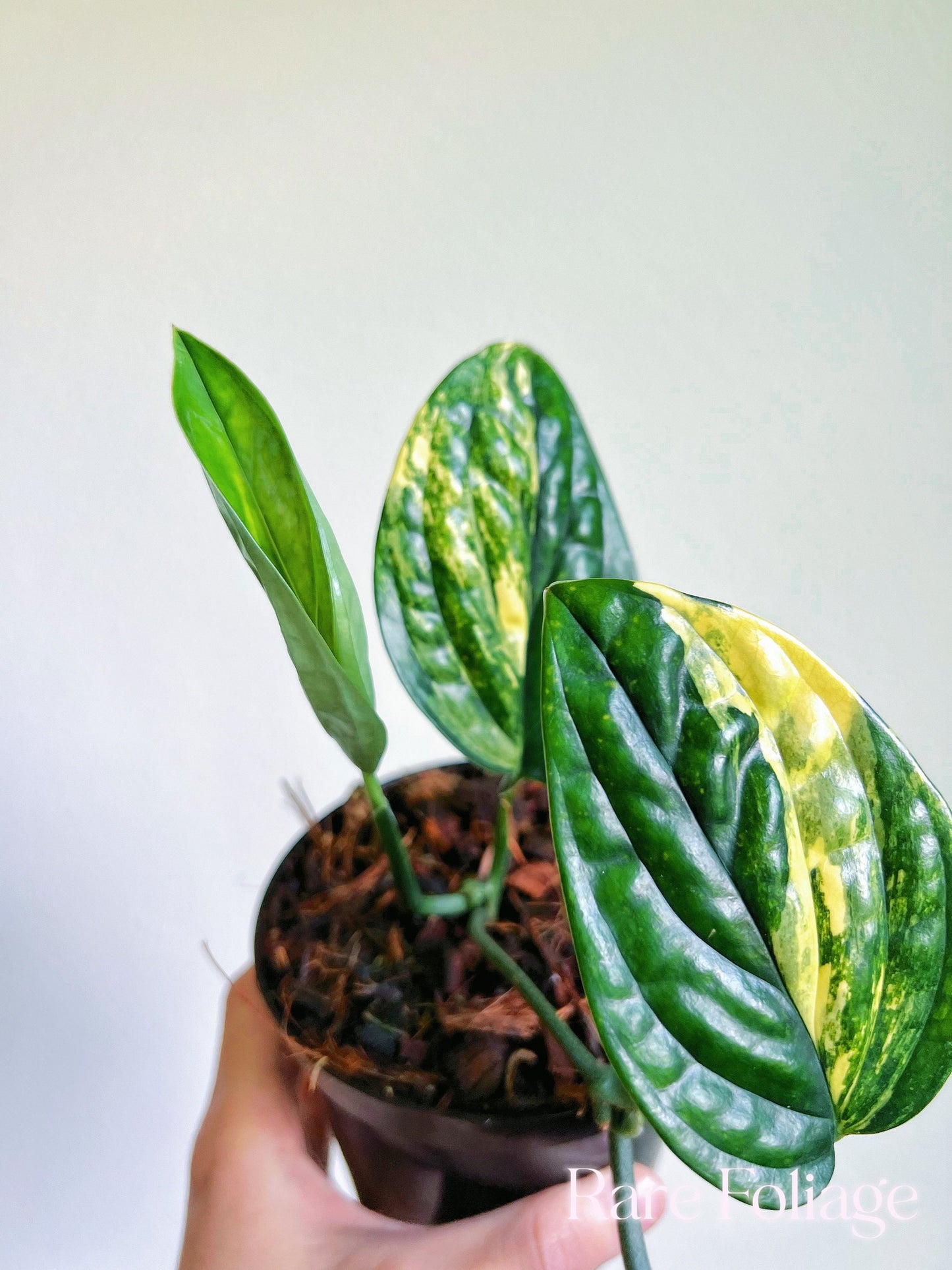 Monstera Peru Variegated 4’’ - US SELLER