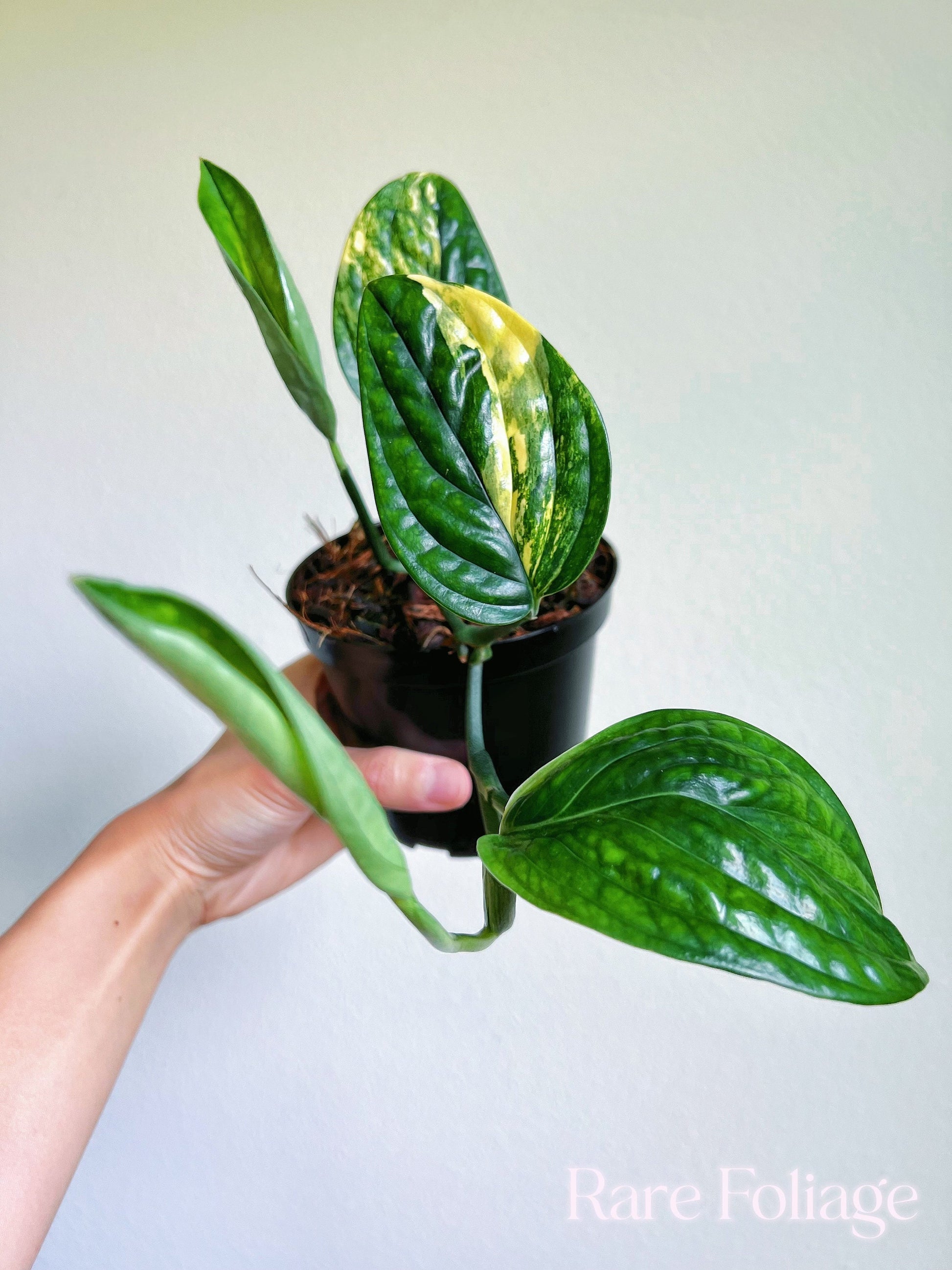 monstera peru variegated mature Monstera Peru Variegated 4'' – Rare Foliage Plant Co