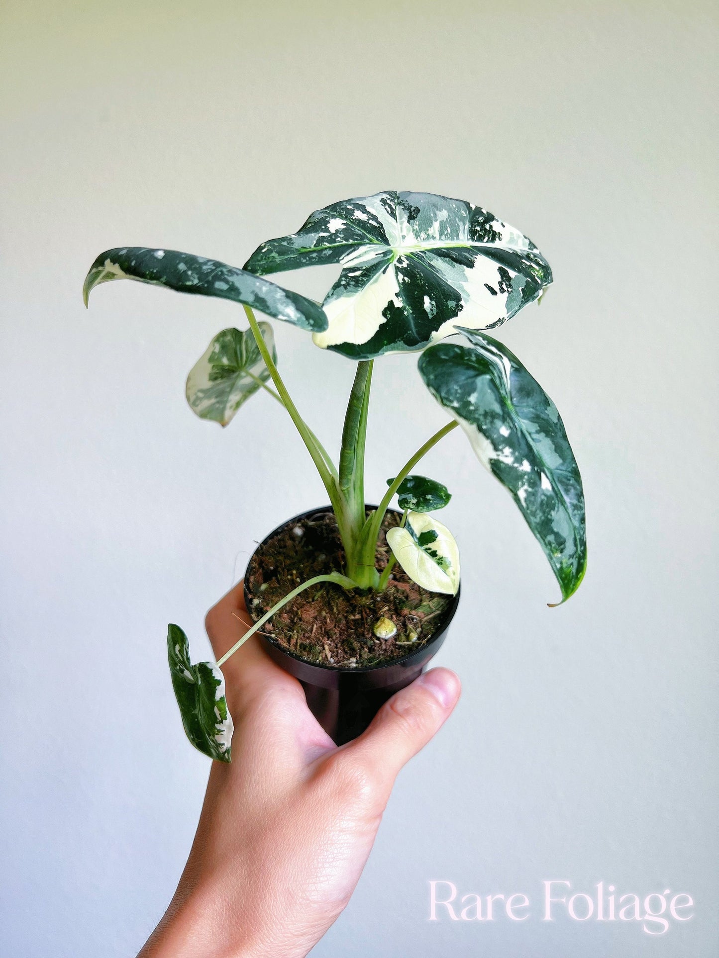 Alocasia Frydek Variegated 3" - US SELLER