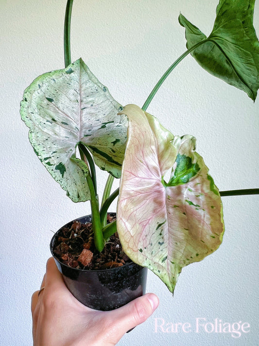 Syngonium Green Splash 4” - US SELLER