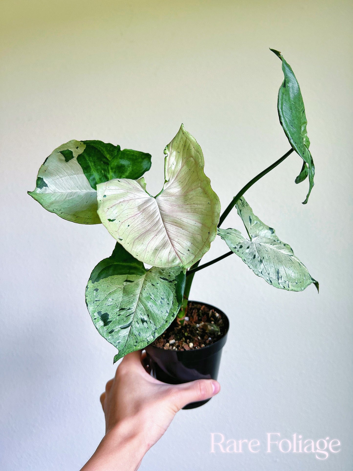 Syngonium Green Splash 4” - US SELLER