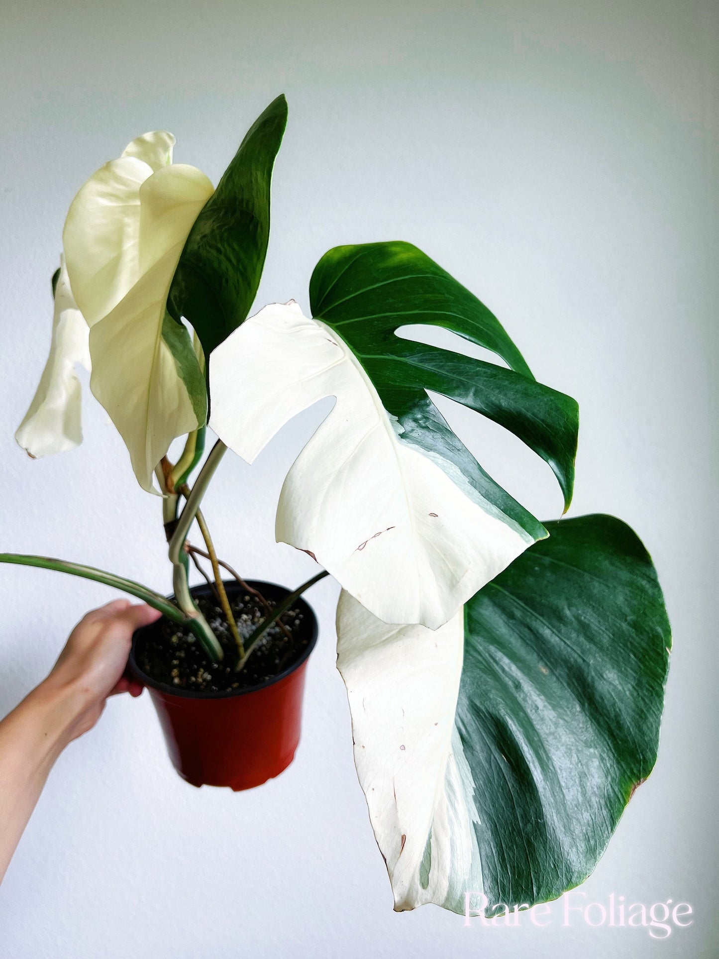 Monstera Albo High Variegation 6” - US SELLER