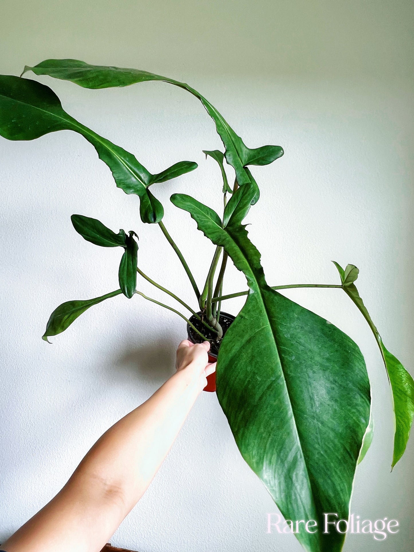 XL Philodendron Joepii 6” - US SELLER