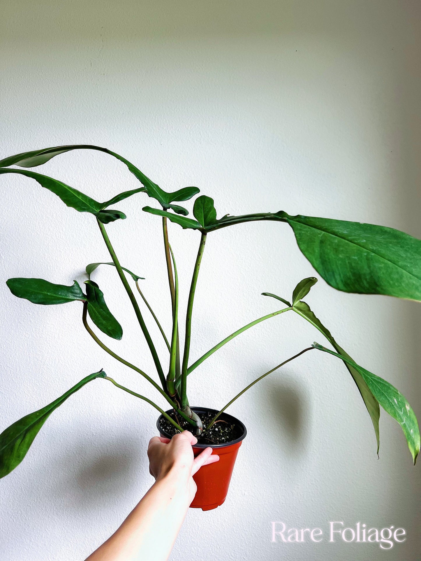 XL Philodendron Joepii 6” - US SELLER