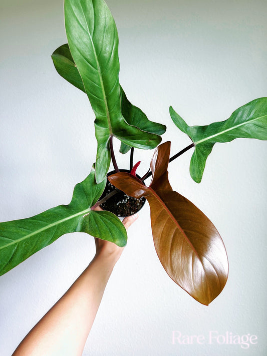 Philodendron Florida Bronze 4" - US SELLER