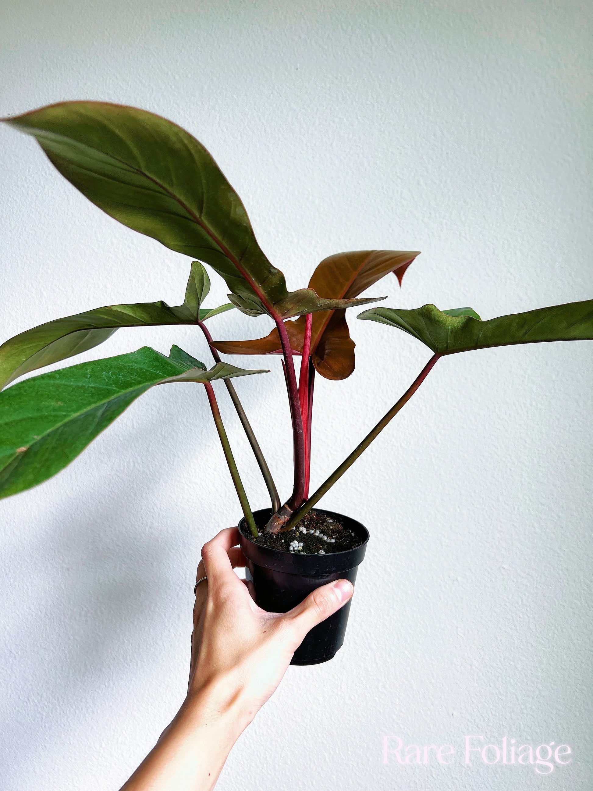 florida bronze philodendron Philodendron Florida Bronze 4"