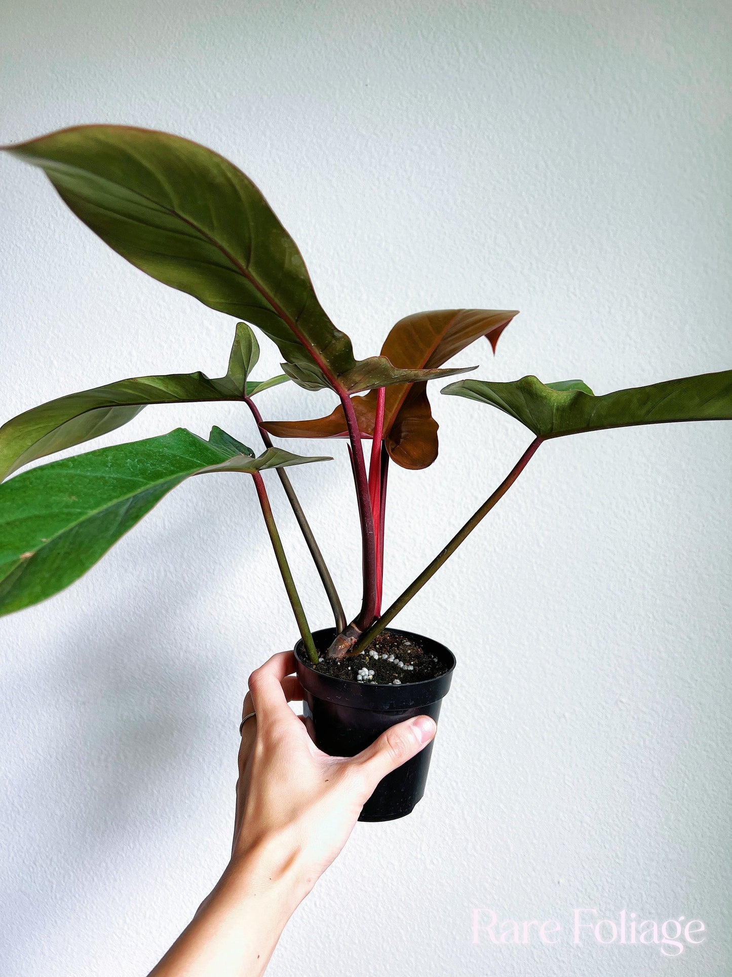 Philodendron Florida Bronze 4" - US SELLER