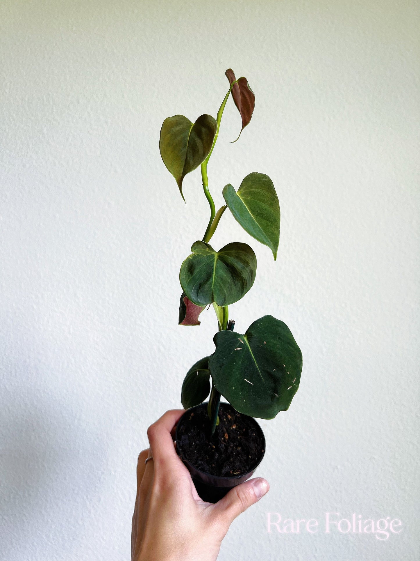 Philodendron Lupinum 3" - US SELLER