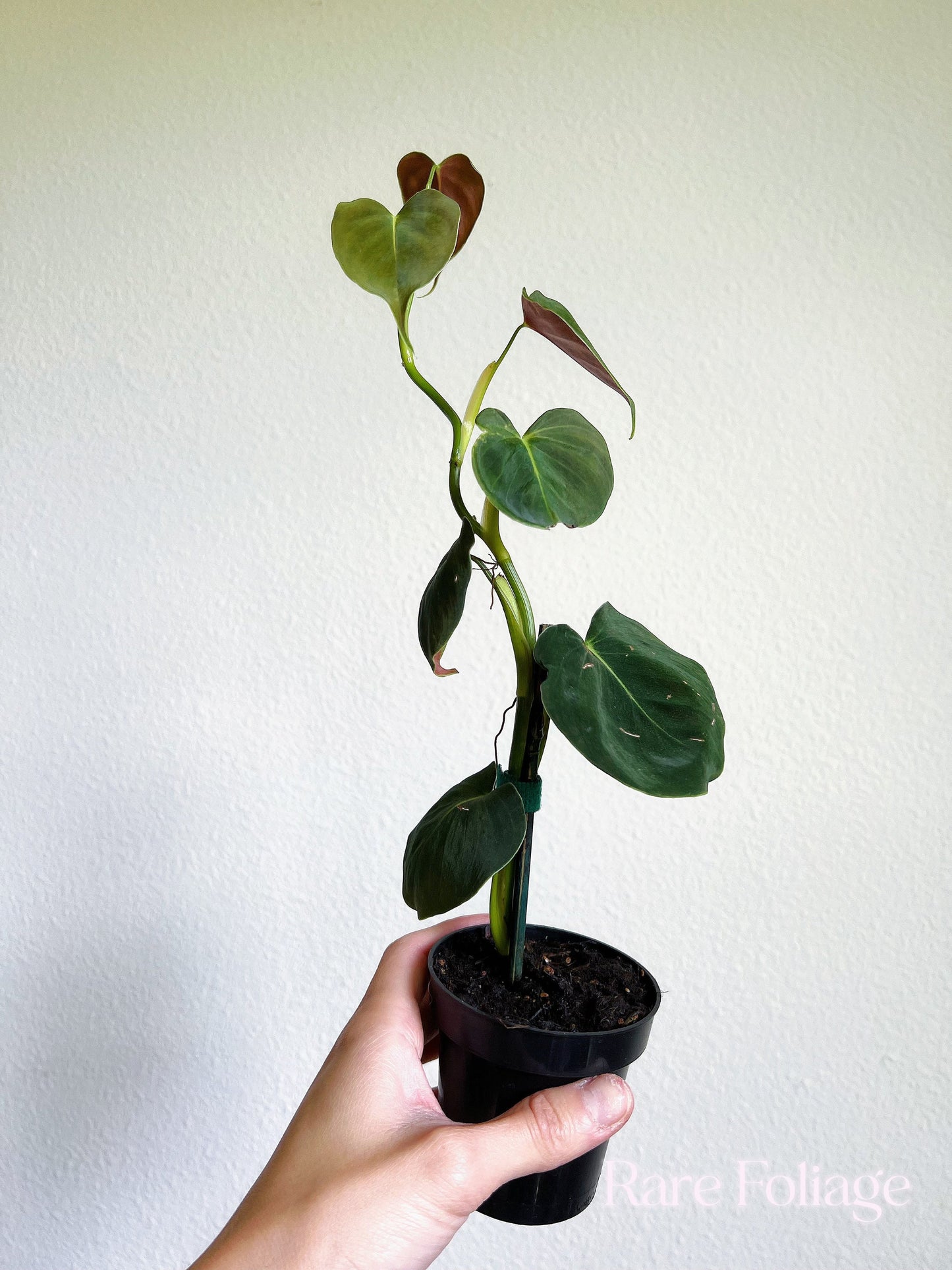 Philodendron Lupinum 3" - US SELLER