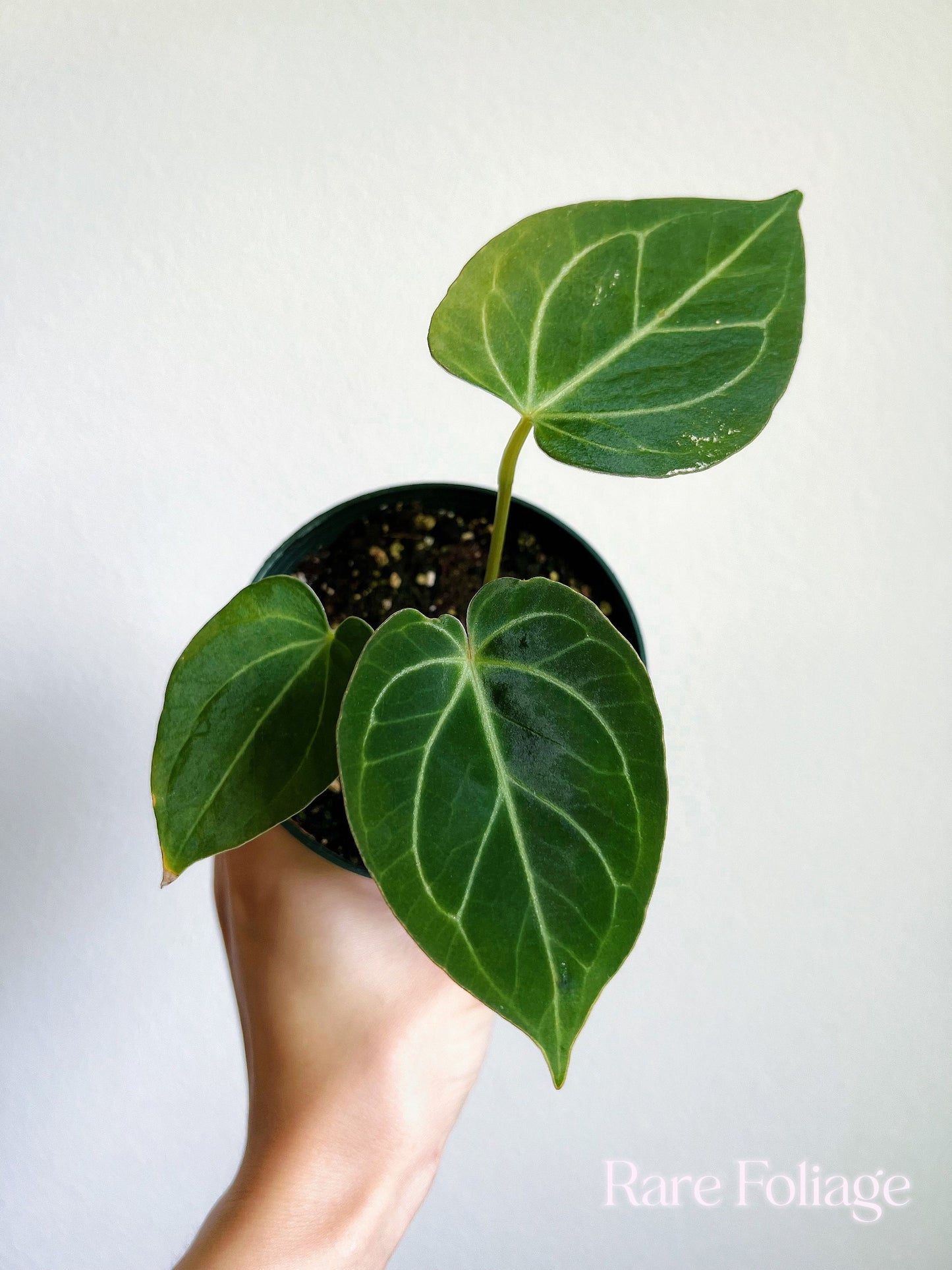 Anthurium King of Spades 4” - US SELLER