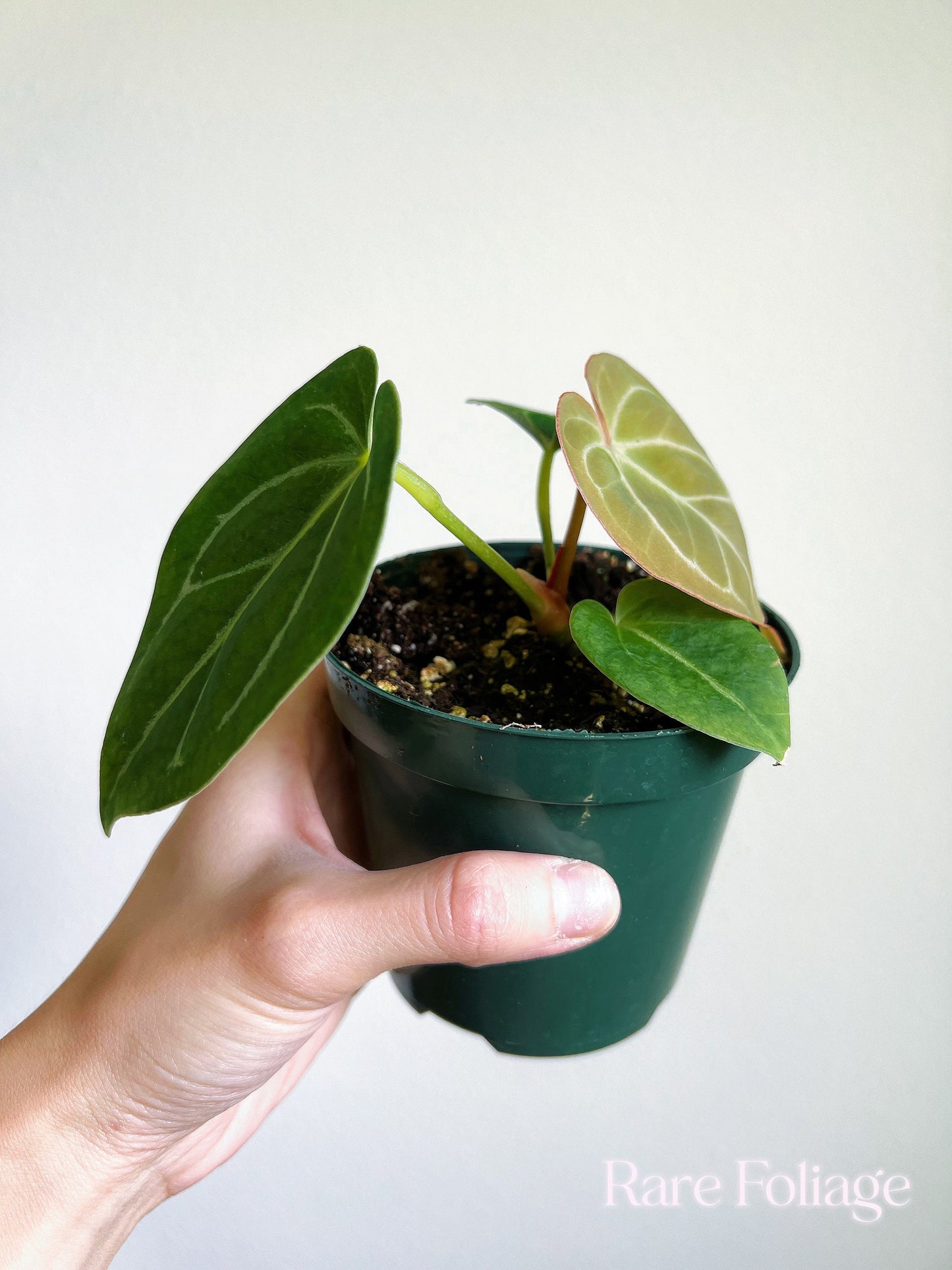 Anthurium King of Spades 4” - US SELLER