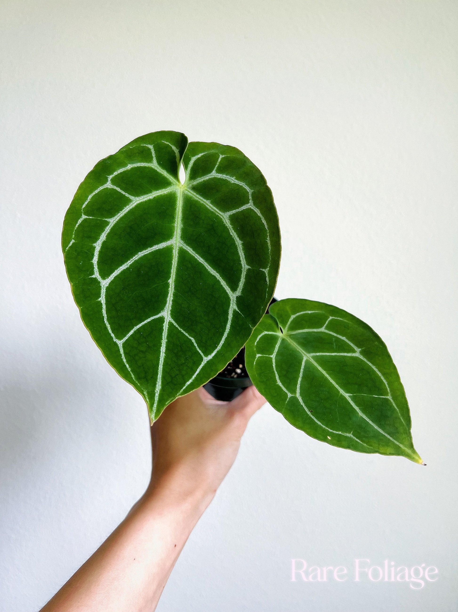 is anthurium crystallinum rare Anthurium Crystallinum 4"